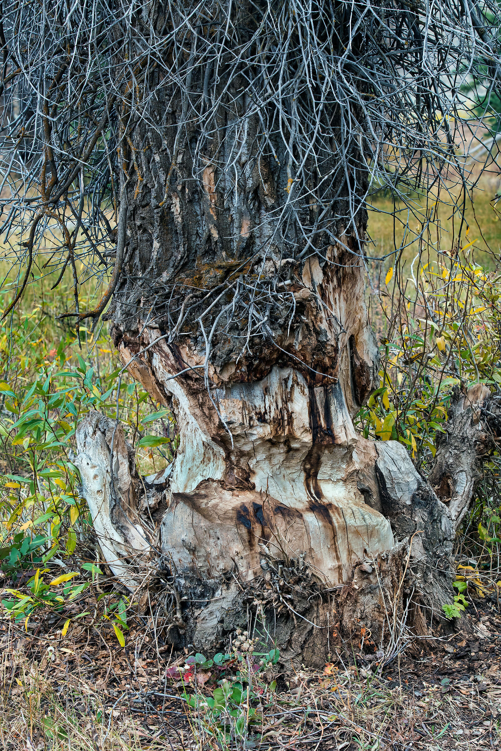 Albero inciso dai castori