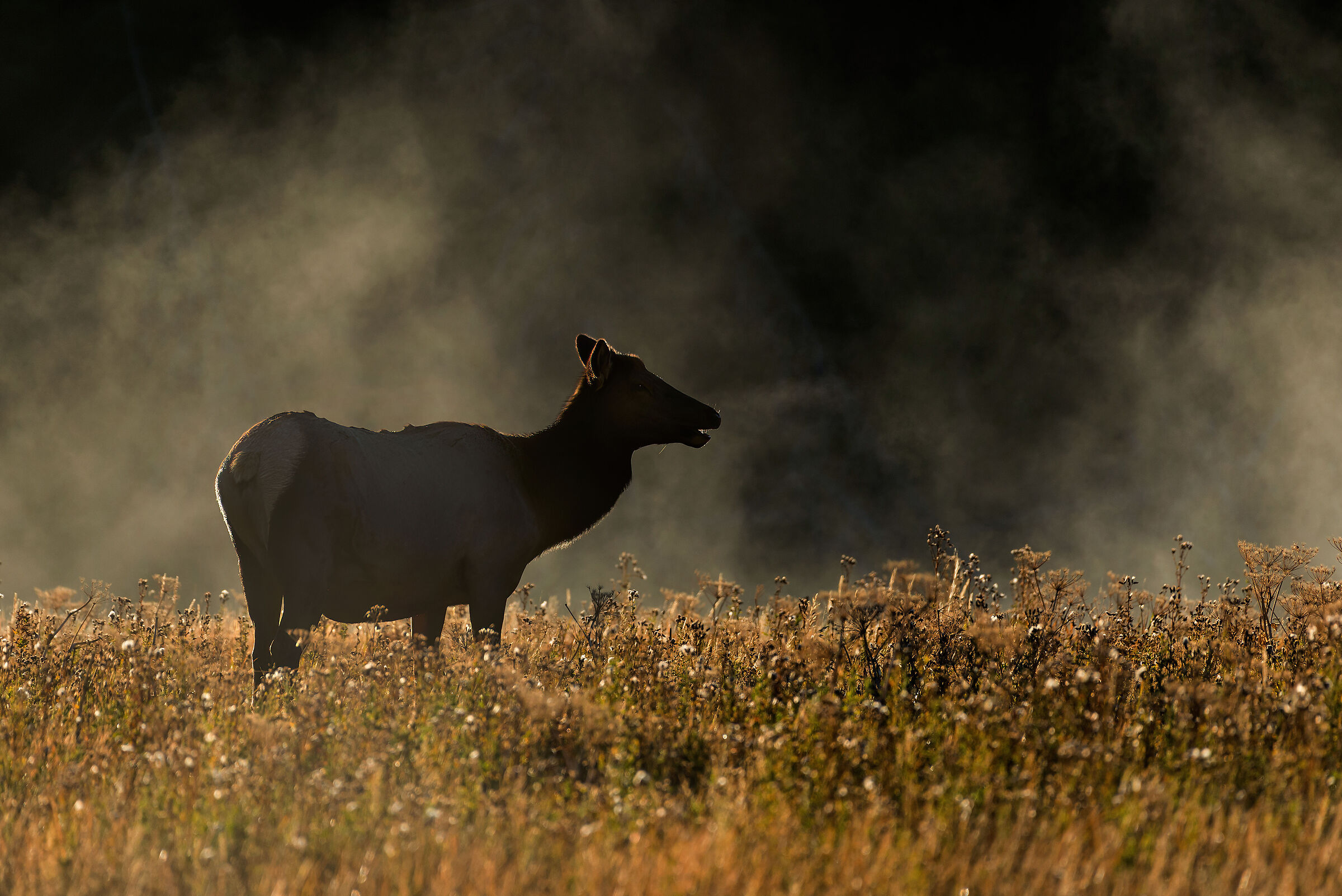 Cerva canadese (Cervus elaphus canadensis)