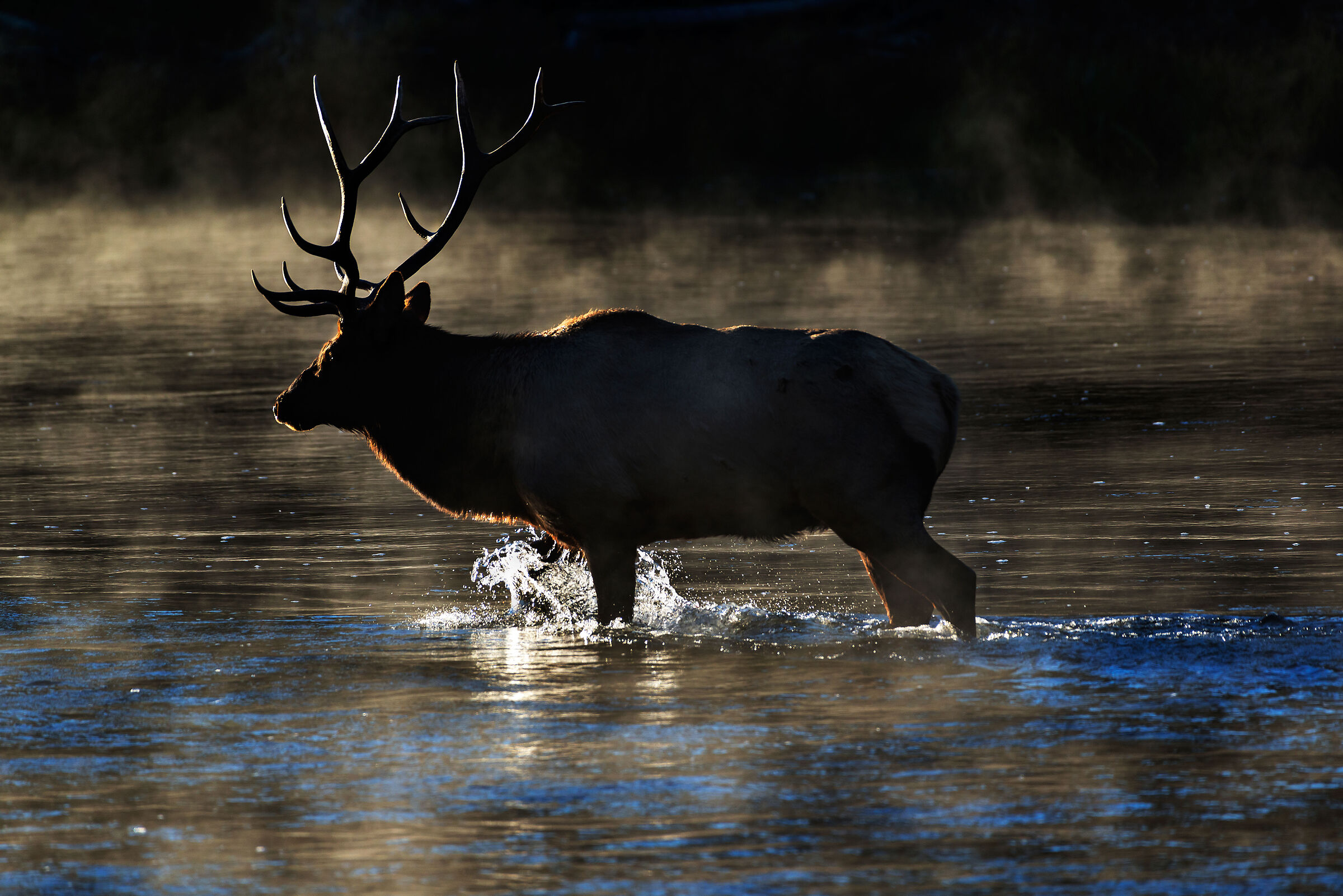 Cervo canadese (Cervus elaphus canadensis)