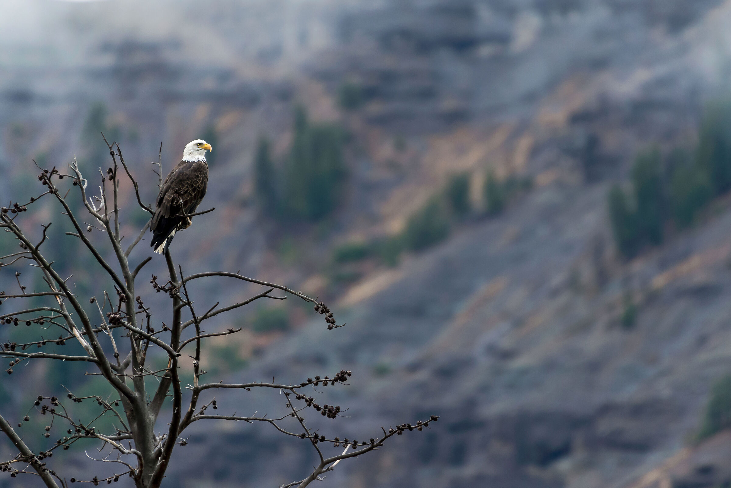 Aquila testabianca (Haliaeetus leucocephalus)