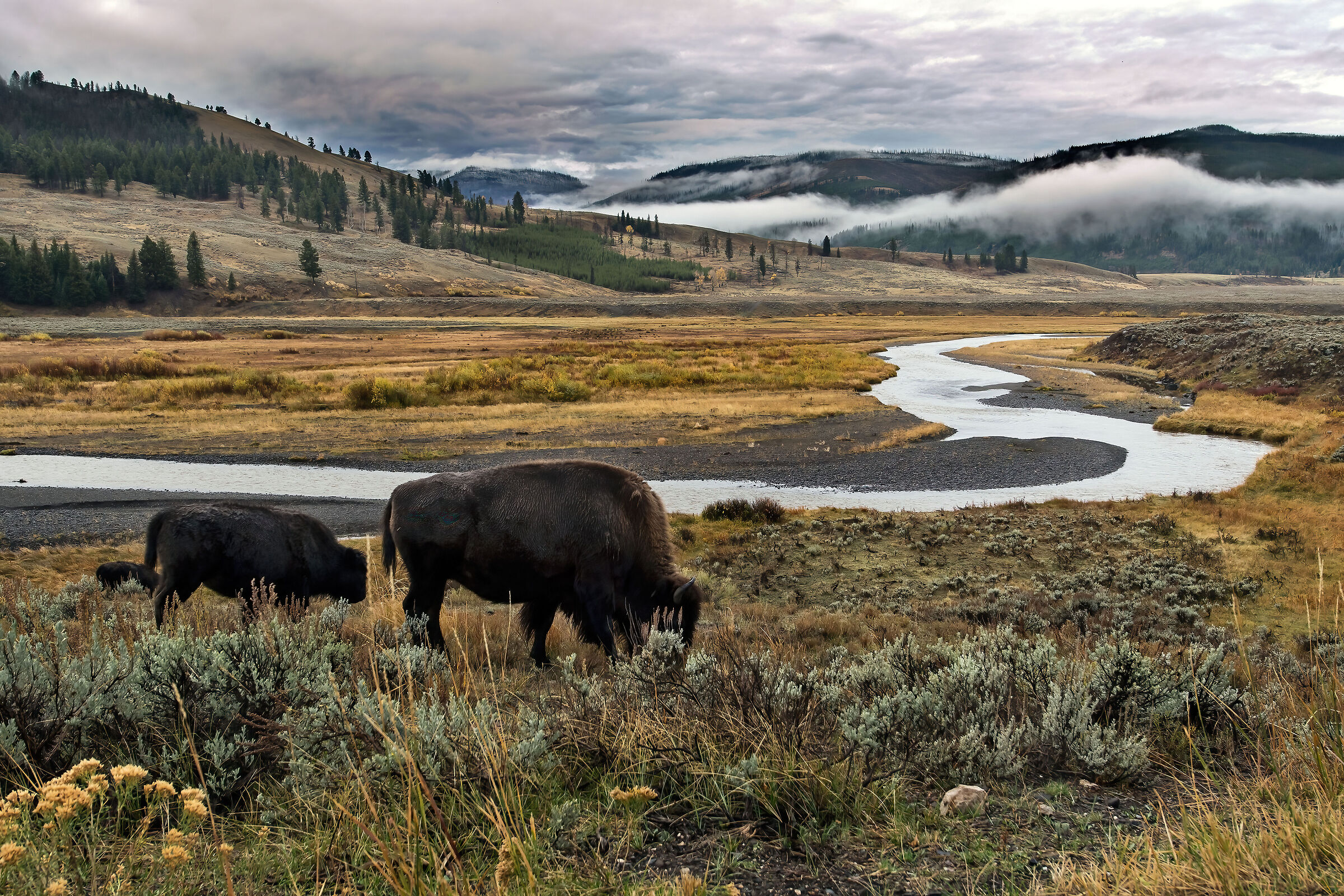 Bisonti (Bison bison), Buffalos
