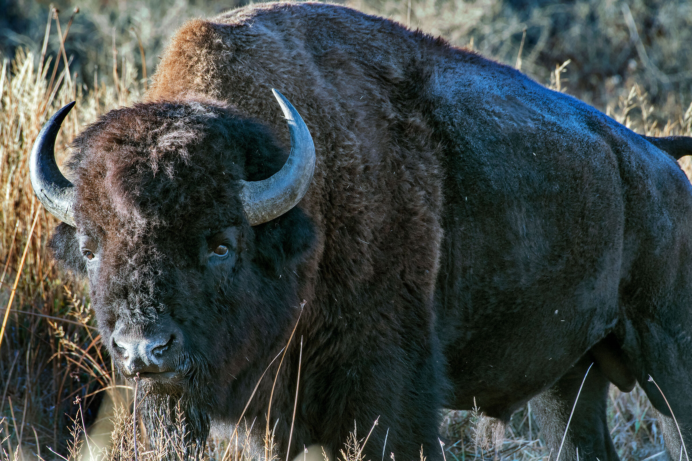 Bisonte (Bison bison),Buffalo