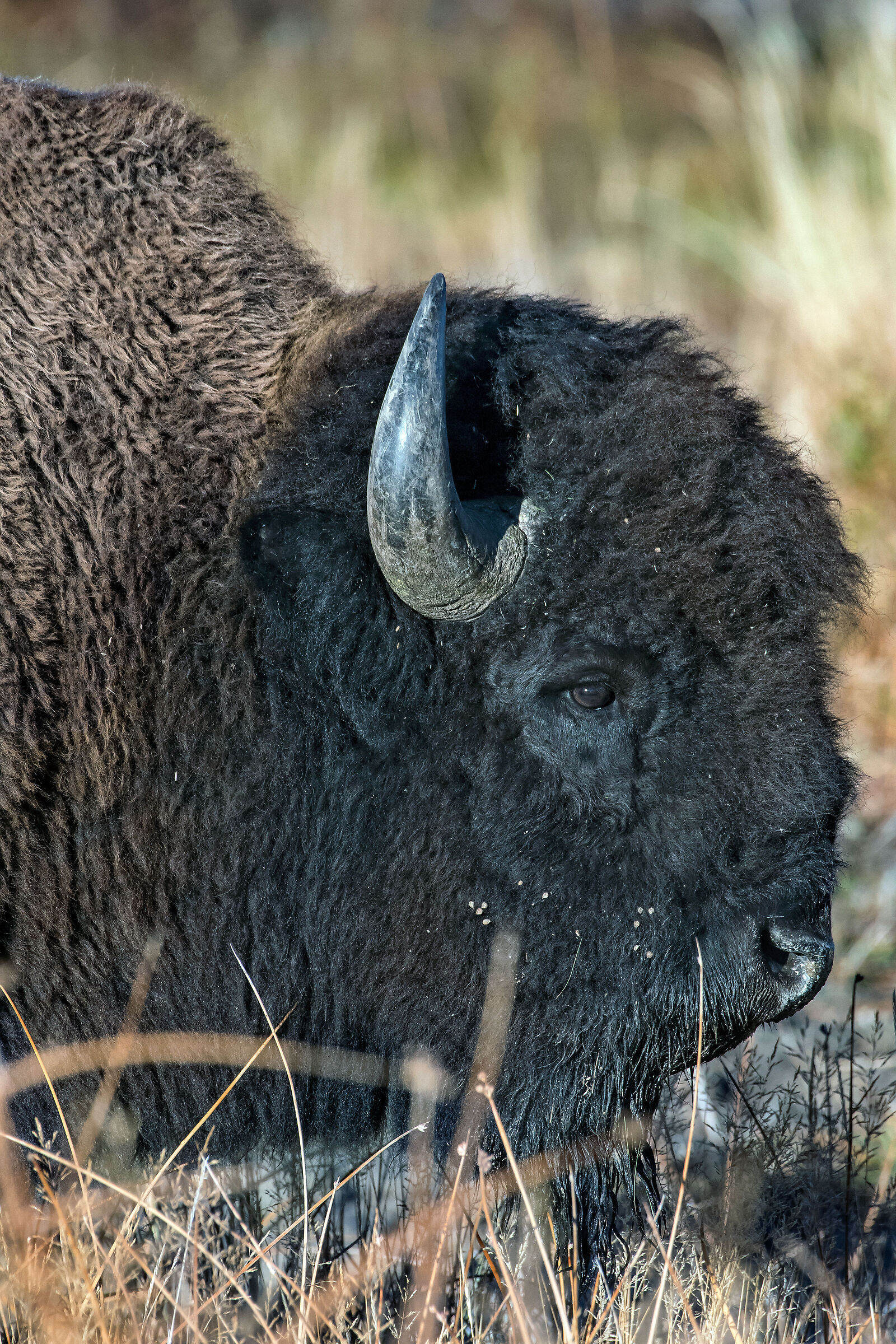 Bisonte (Bison bison),Buffalo