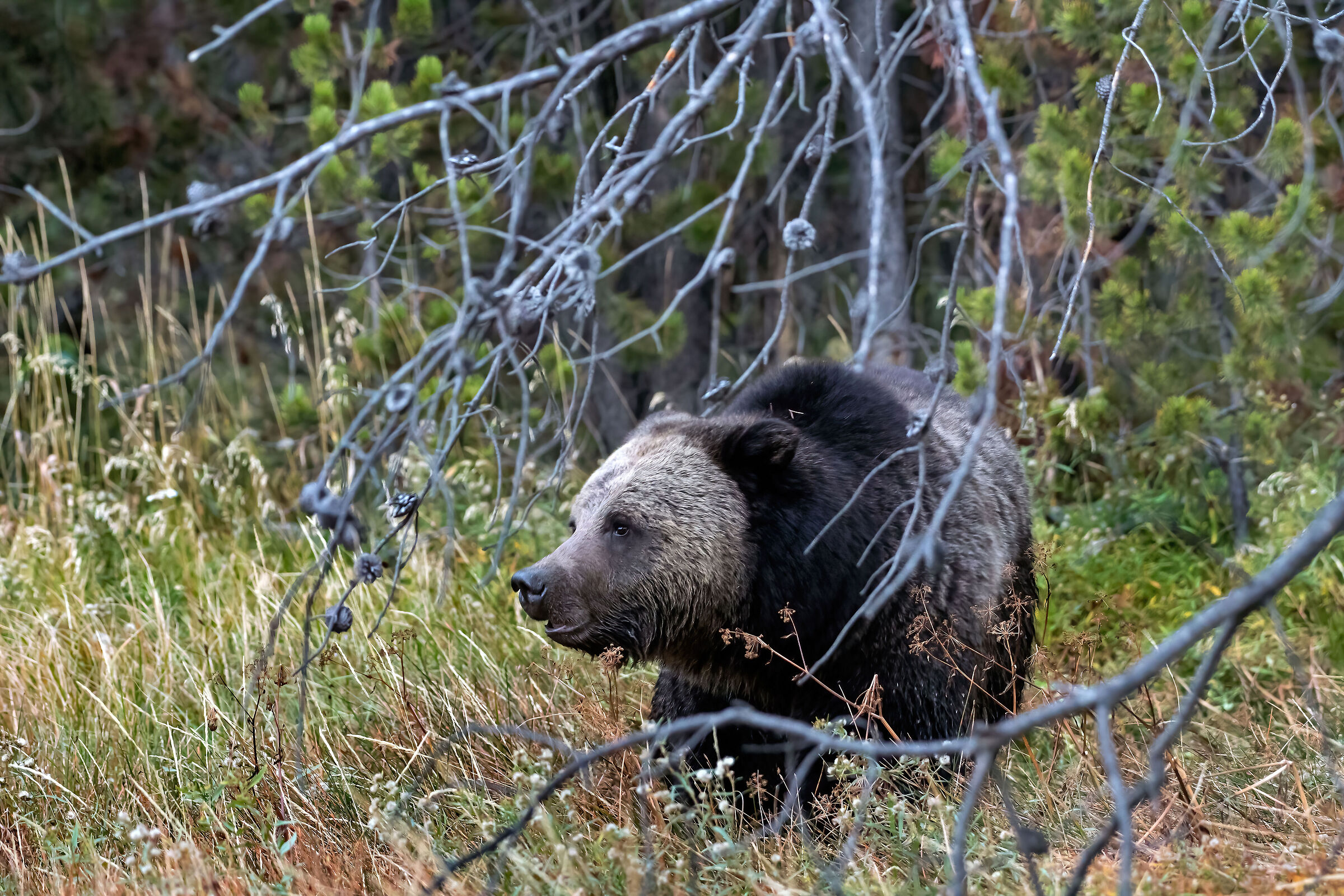 Grizzly (Ursus arctos)