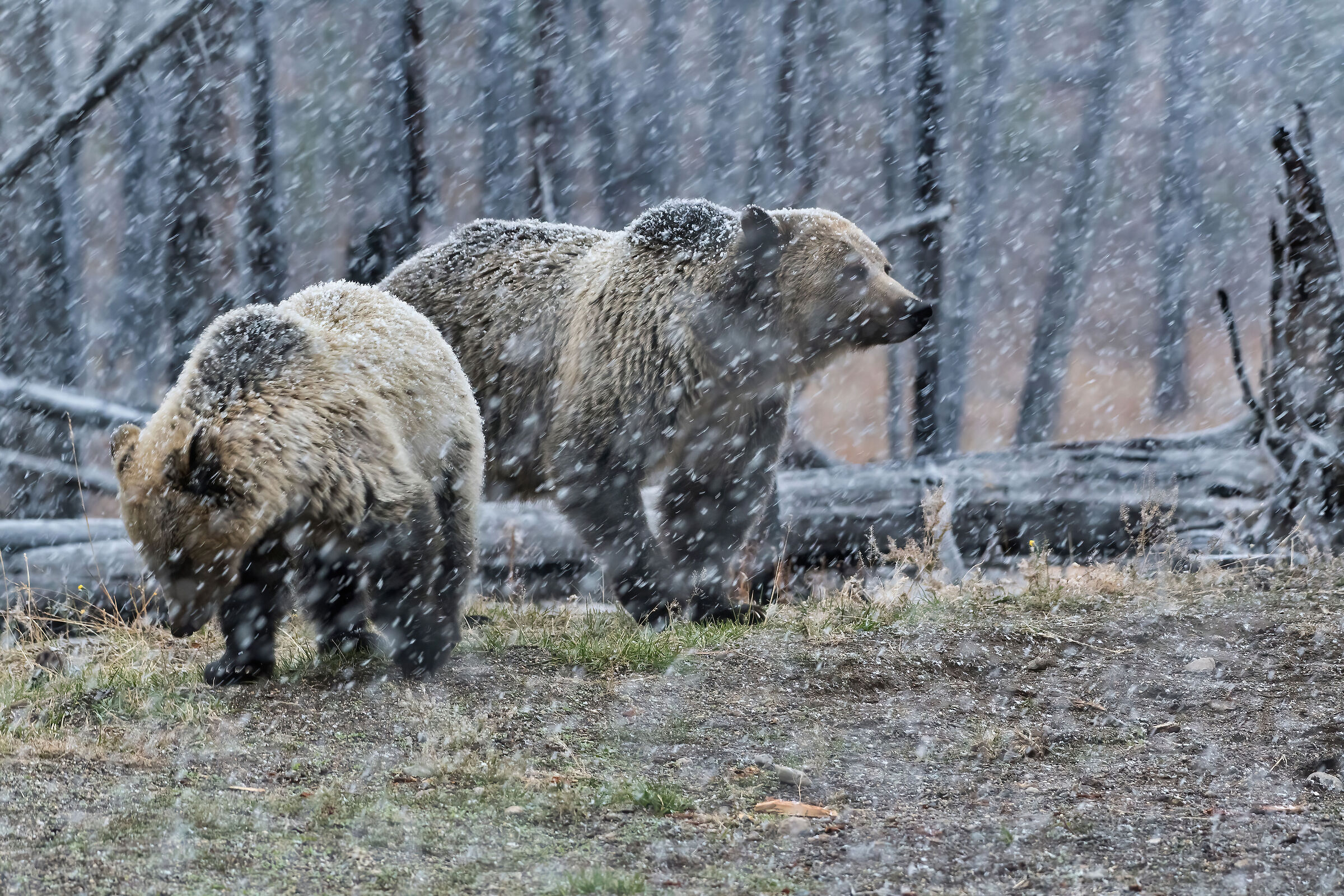 Grizzlies (Ursus arctos)
