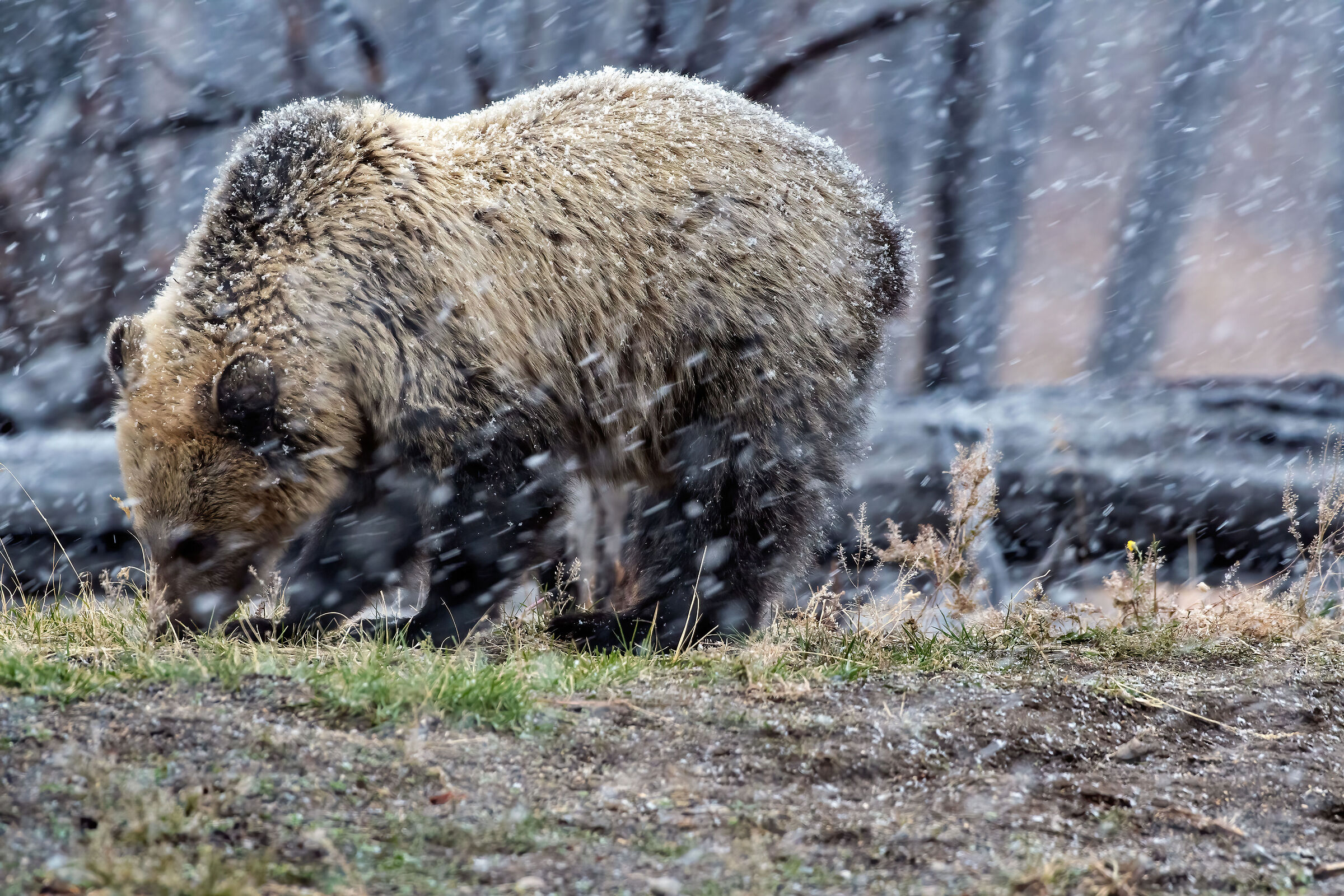 Grizzly juv. (Ursus arctos)