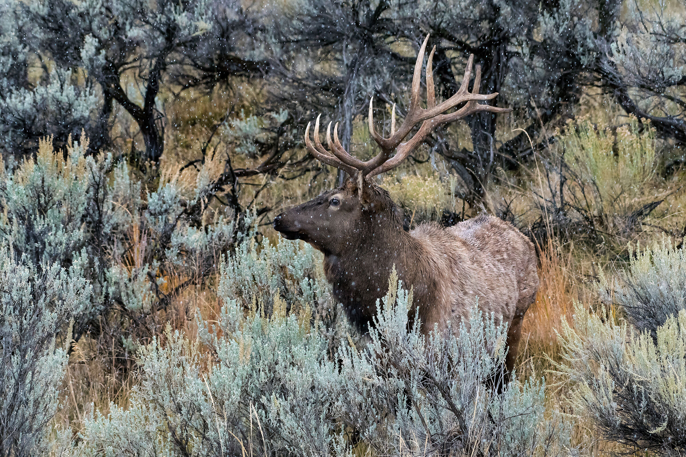 Cervo canadese (Cervus elaphus canadensis)