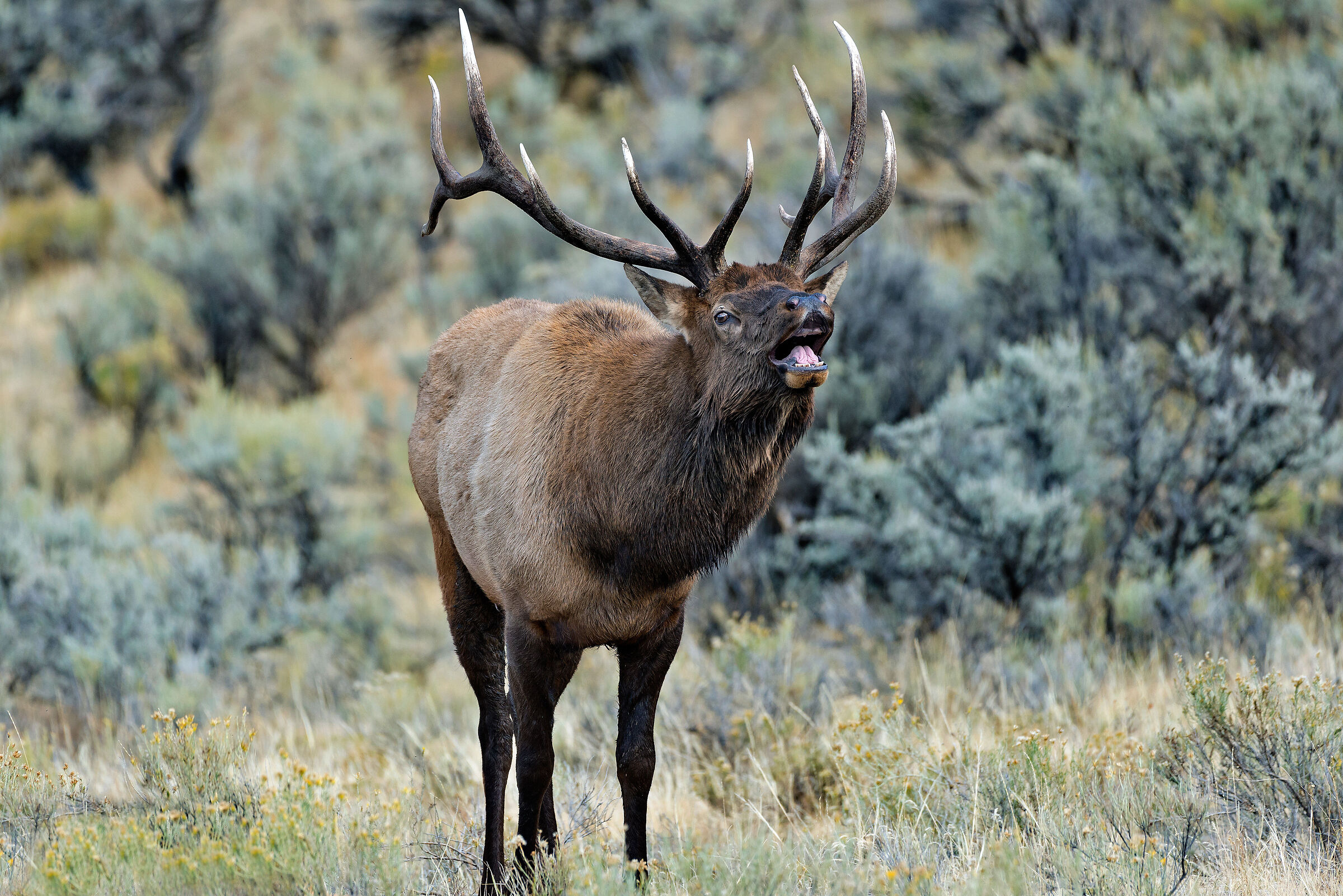 Cervo canadese (Cervus elaphus canadensis)