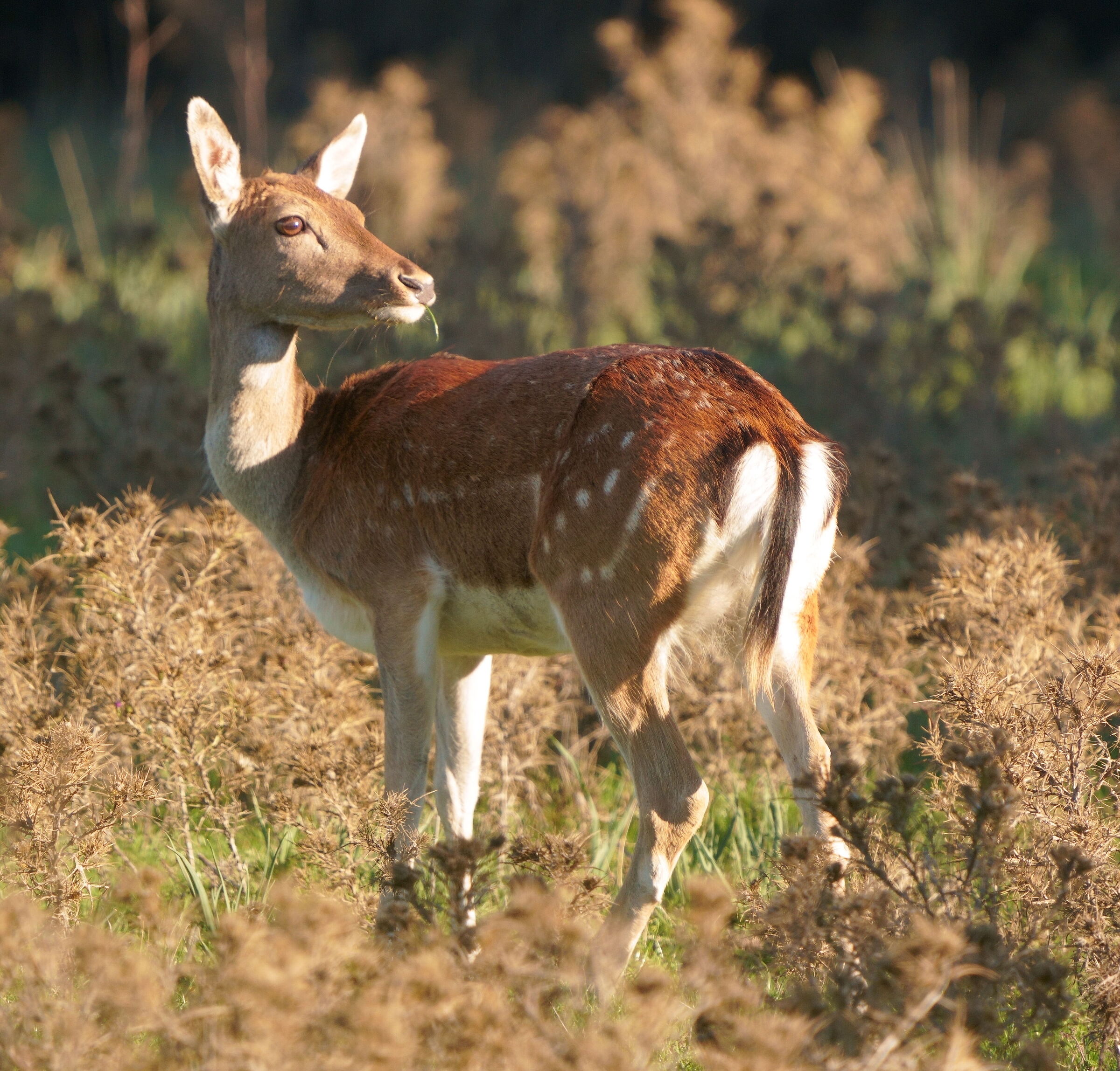 Fallow deer