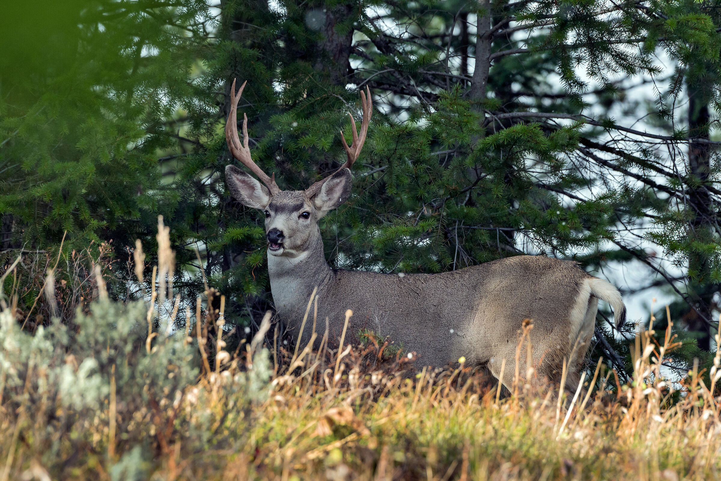 Cervo-mulo (Odocoileus hemionus), Mule Deer
