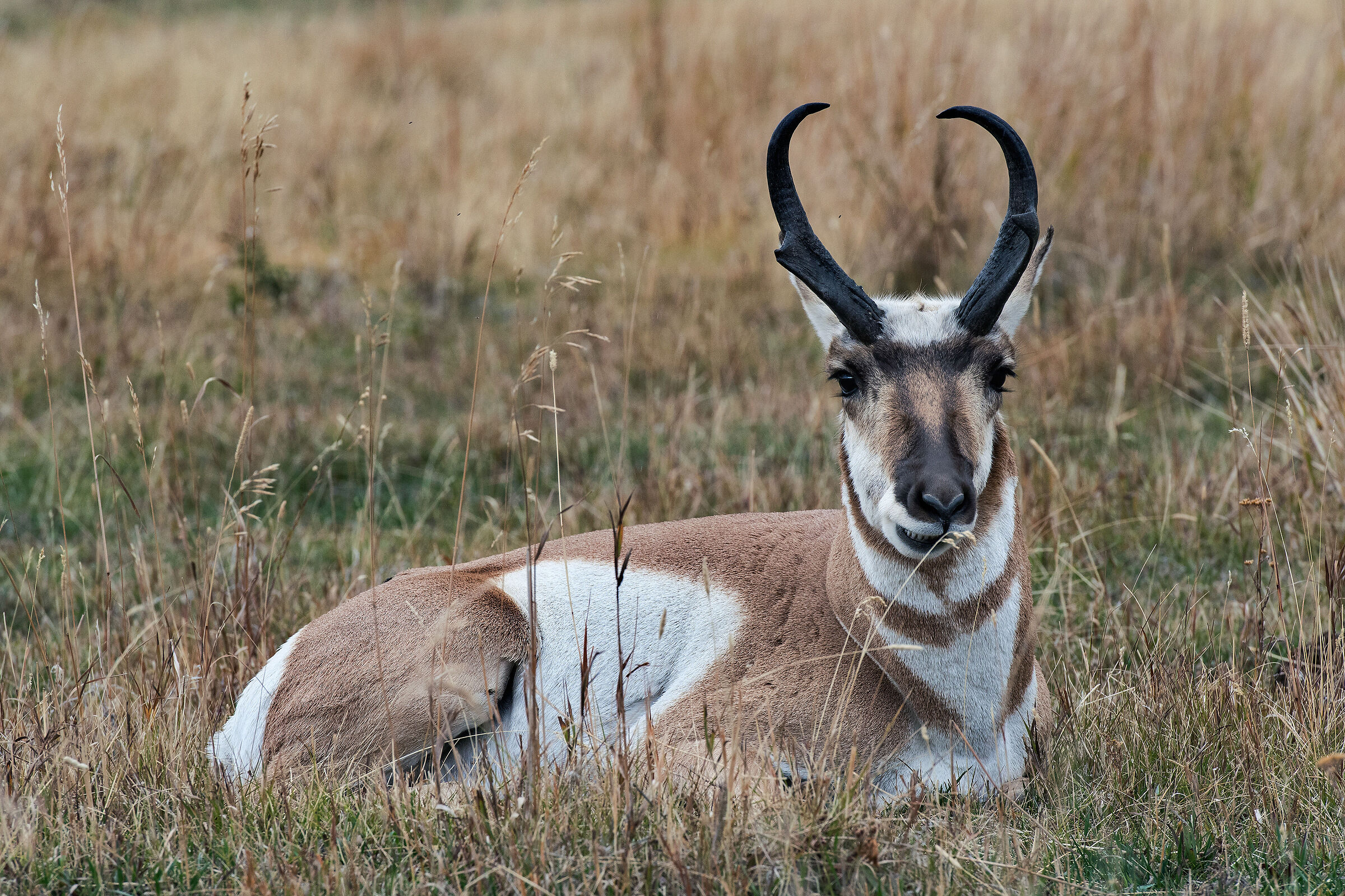 Antilocapra (Antilocapra americana), Pronghorne