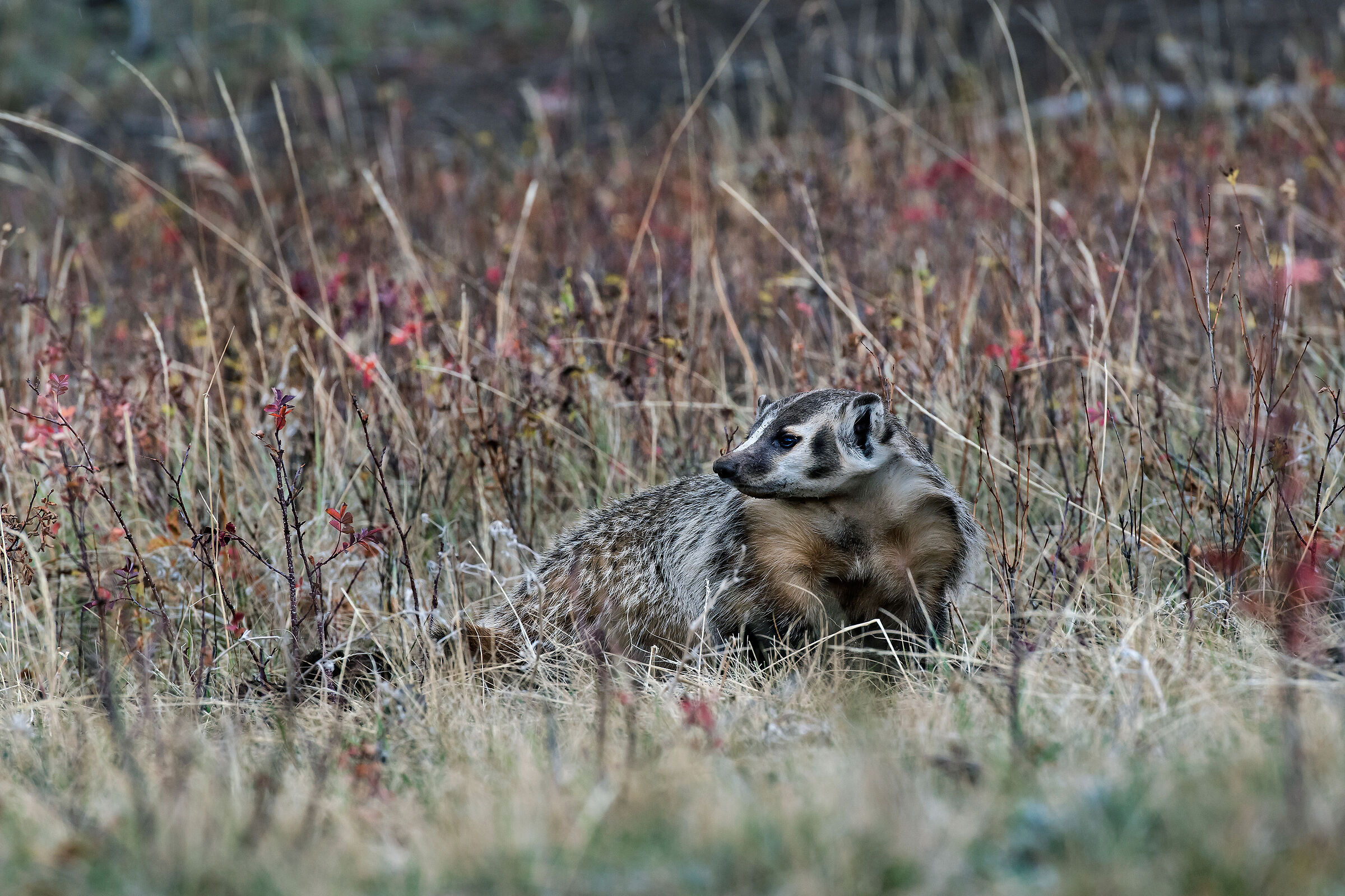 Tasso (Meles meles), Badger