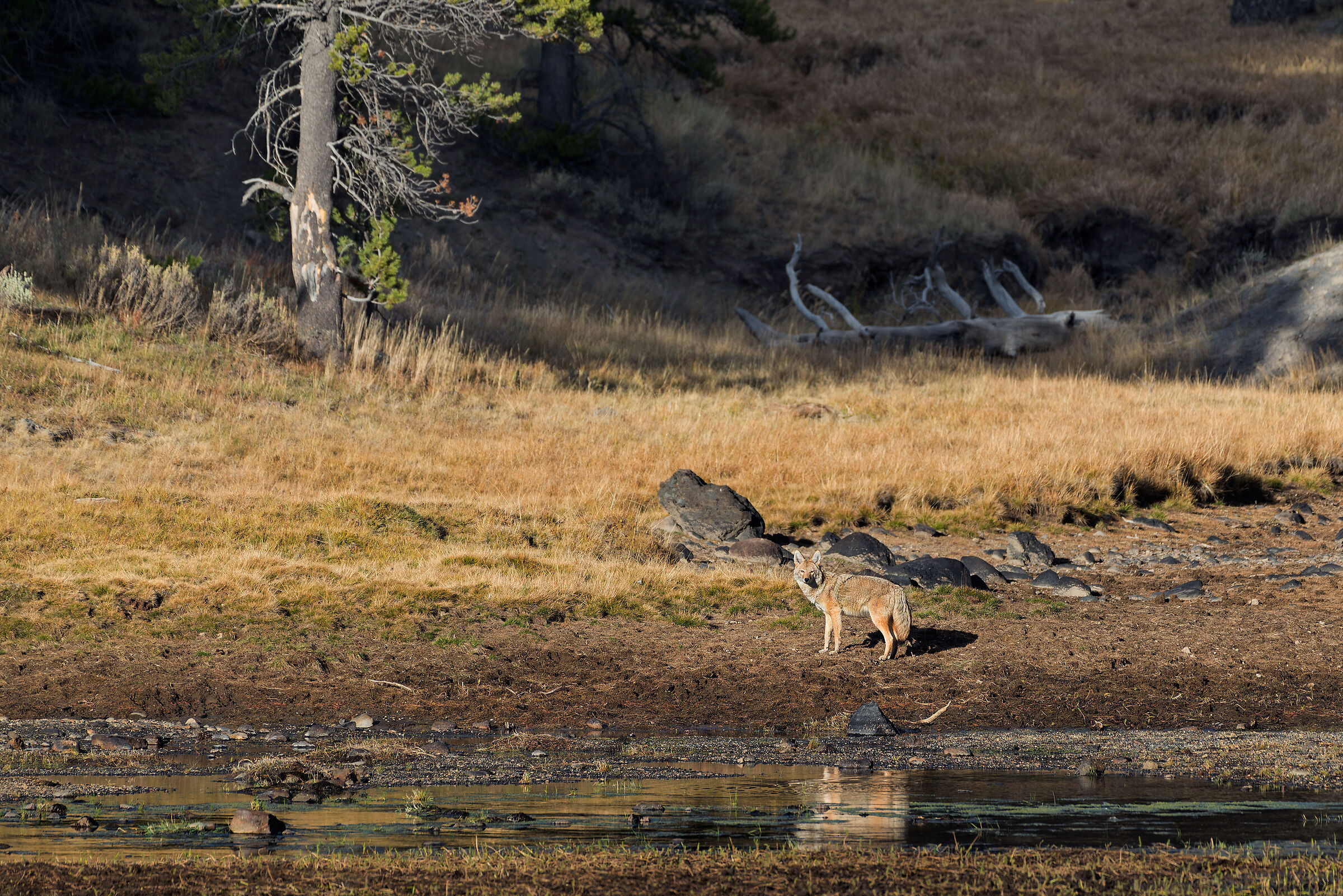 Coyote (Canis latrans)