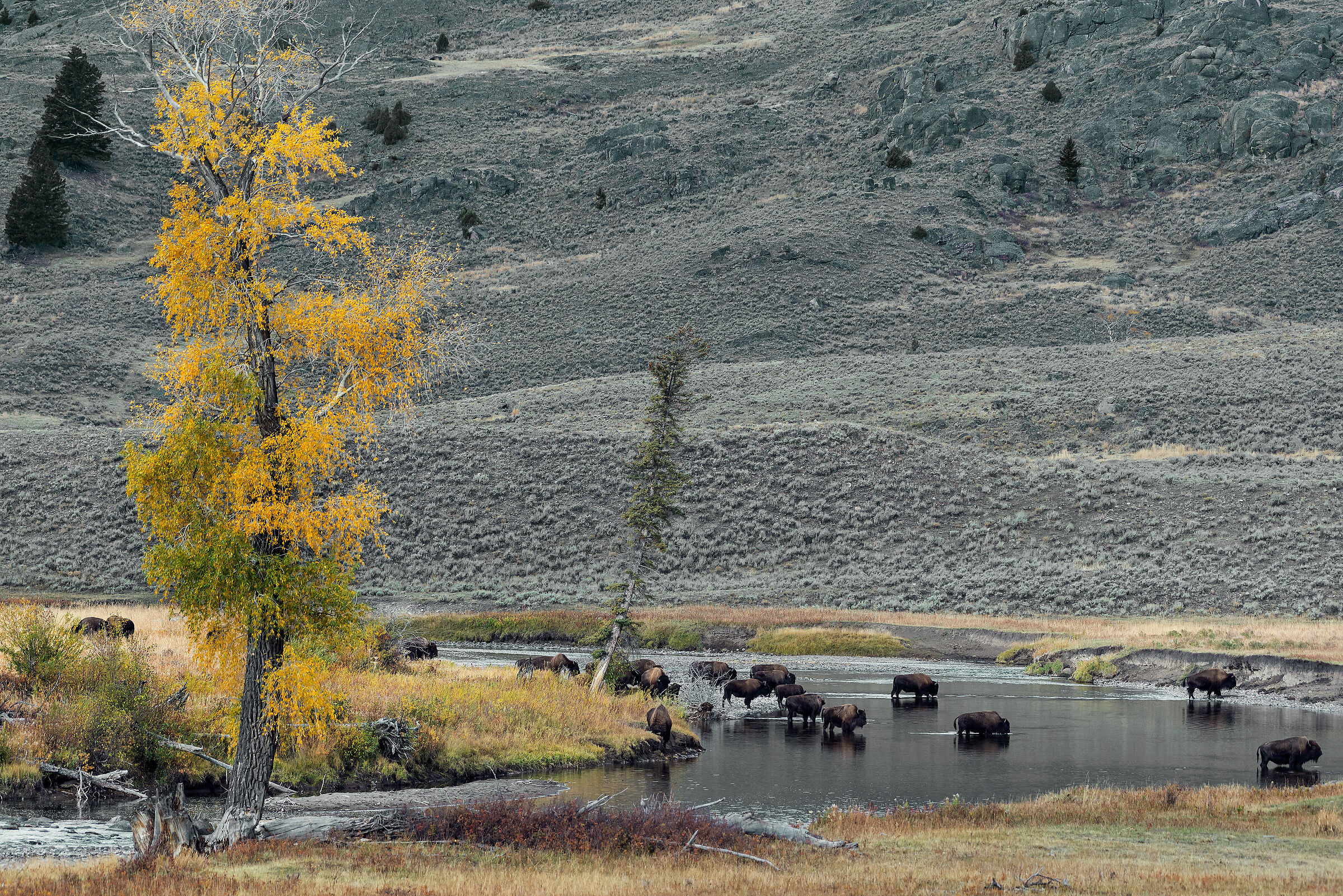 Bisonti (Bison bison),Buffalos