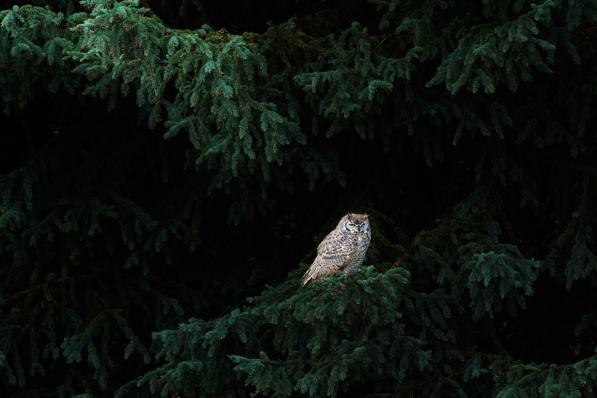 Gufo reale (Bubo bubo), Eagle Owl