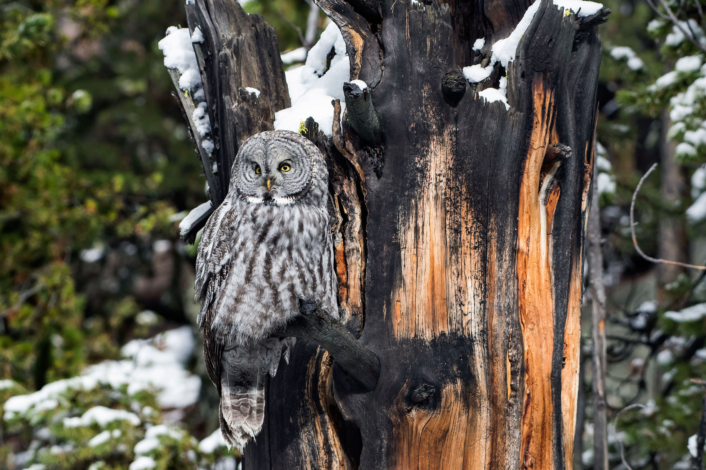 Allocco di Lapponia (Strix nebulosa), Great Grey Owl