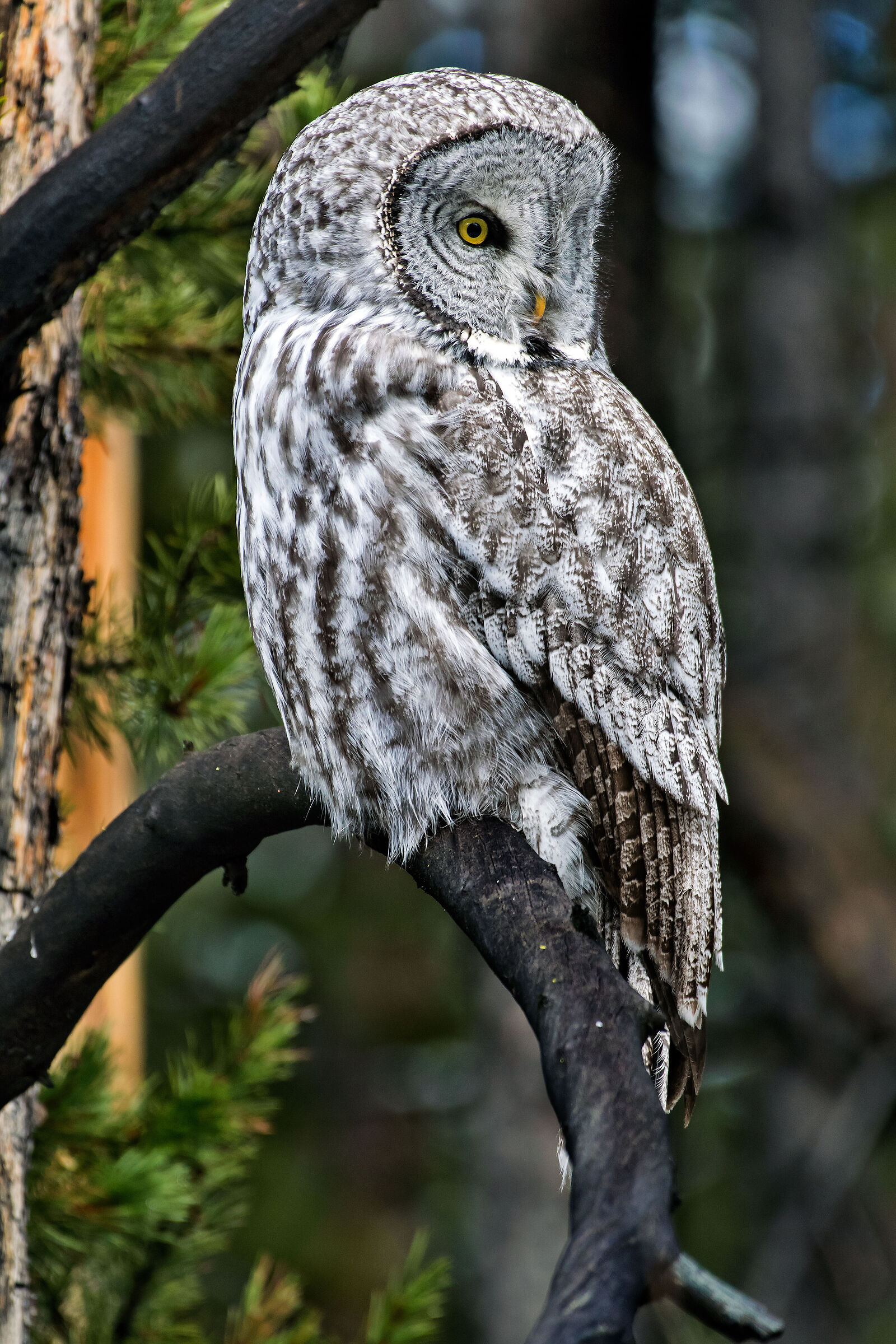 Allocco di Lapponia (Strix nebulosa), Great Grey Owl