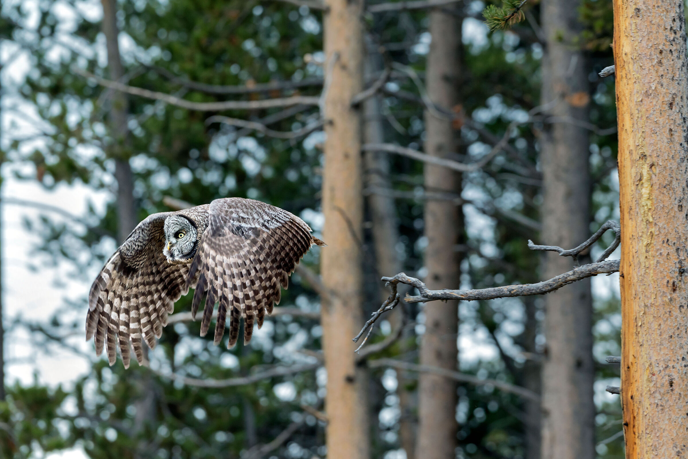 Allocco di Lapponia (Strix nebulosa), Great Grey Owl