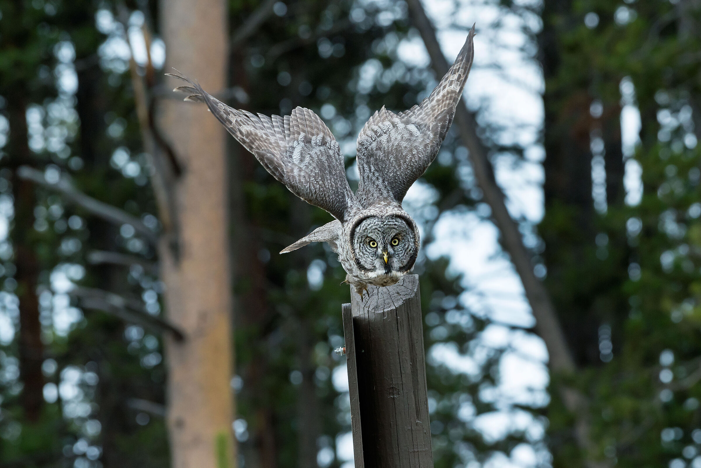 Allocco di Lapponia (Strix nebulosa), Great Grey Owl