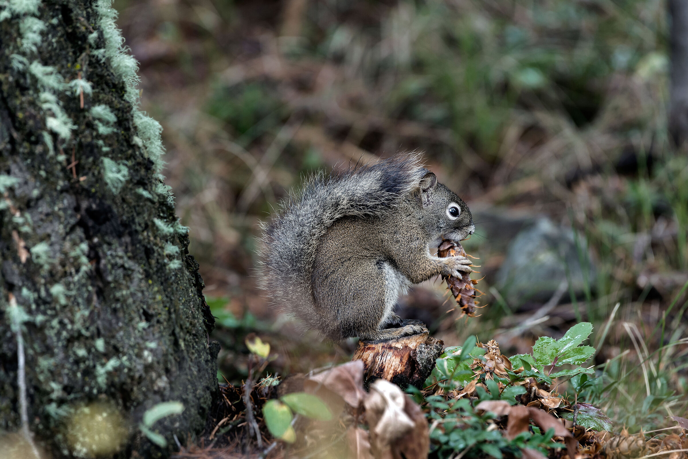 Scoiattolo grigio (Sciurus carolinensis), Squirrel