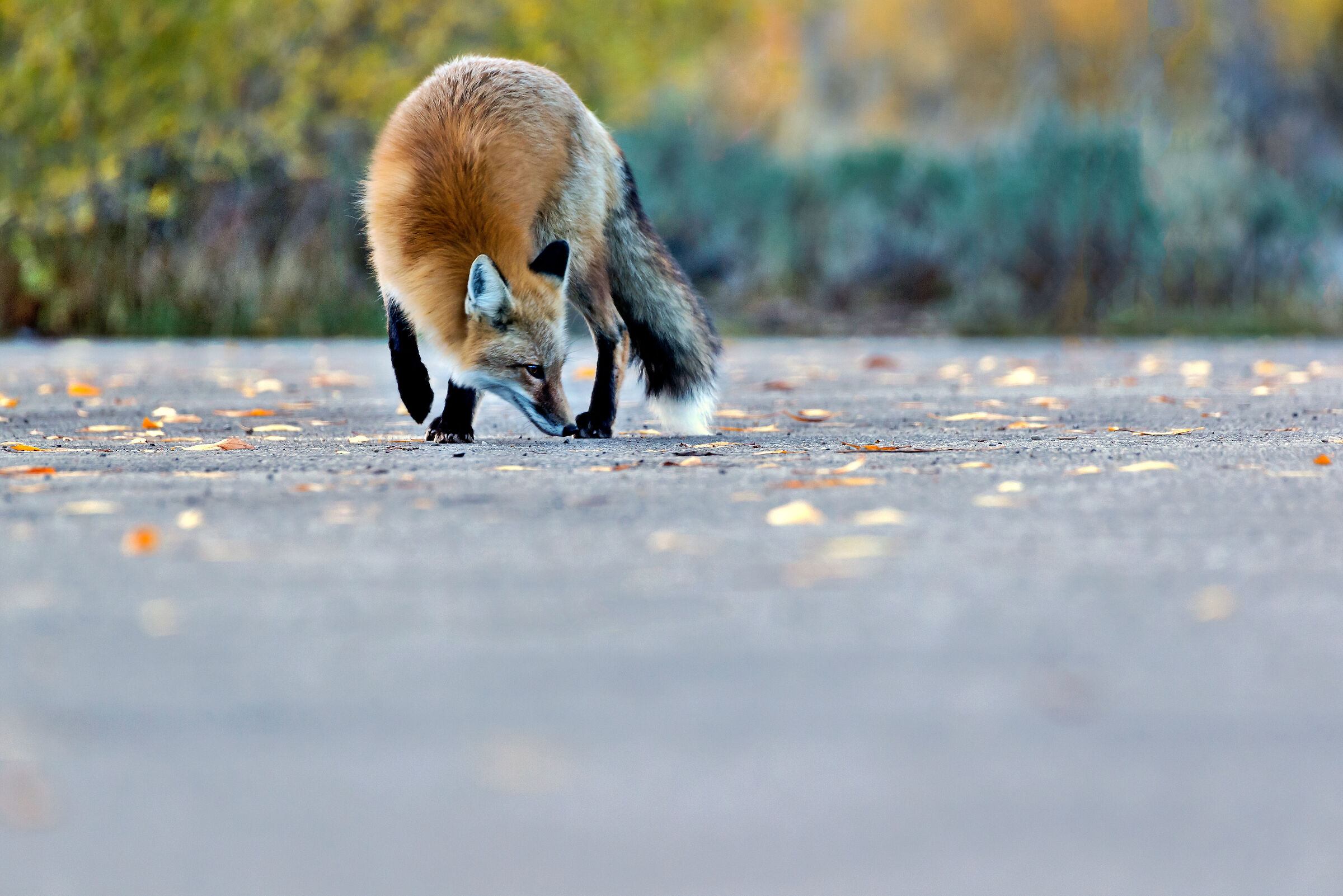 Volpe (Vulpes vulpes), Red Fox