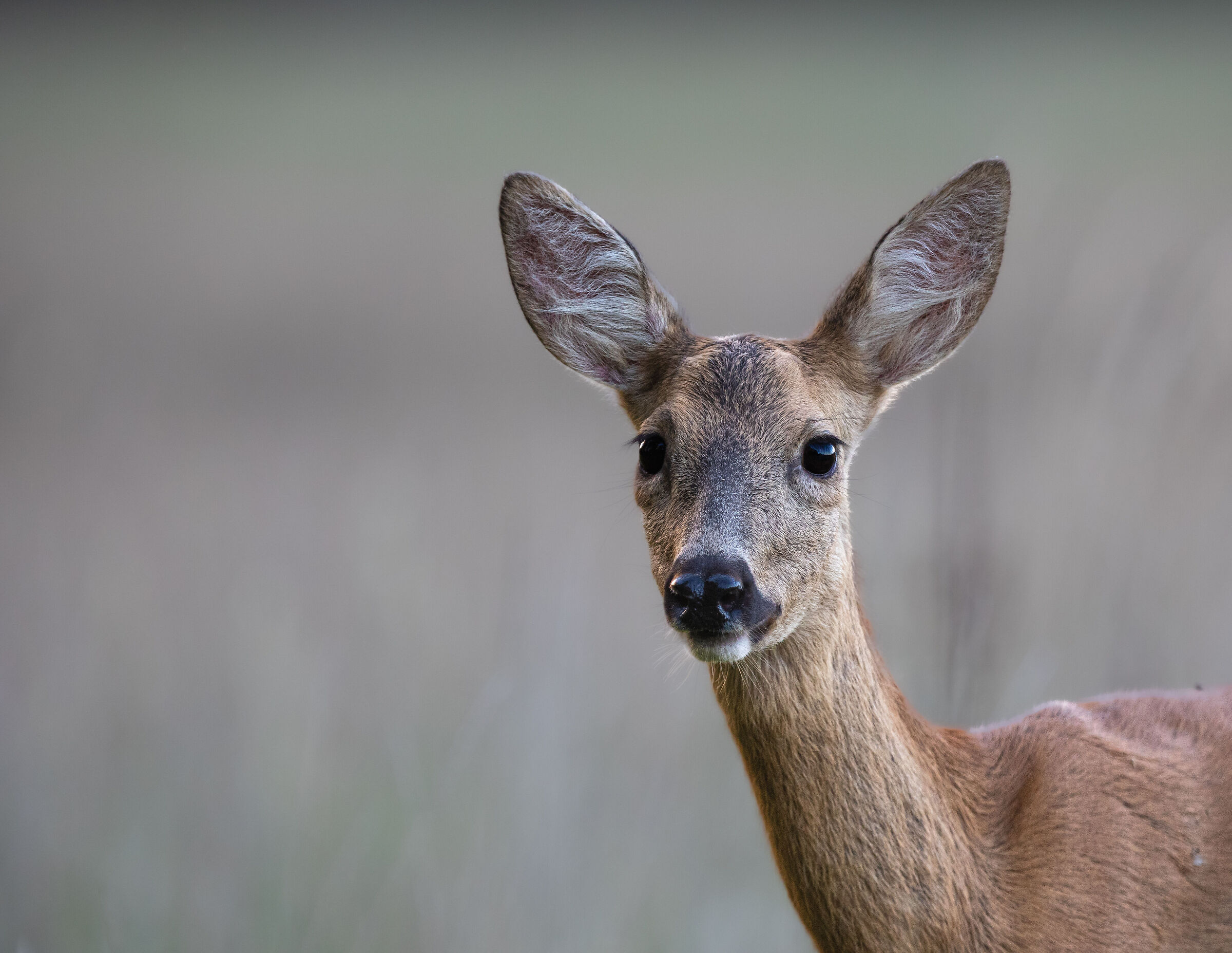 Portrait of roe deer