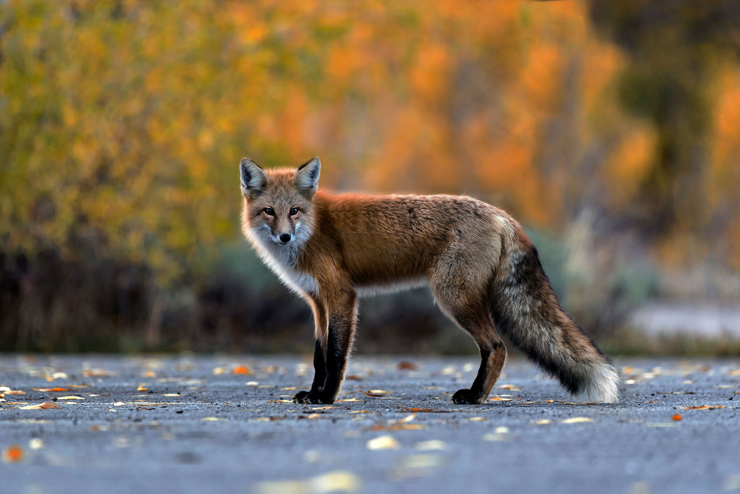 Volpe (Vulpes vulpes), Red Fox