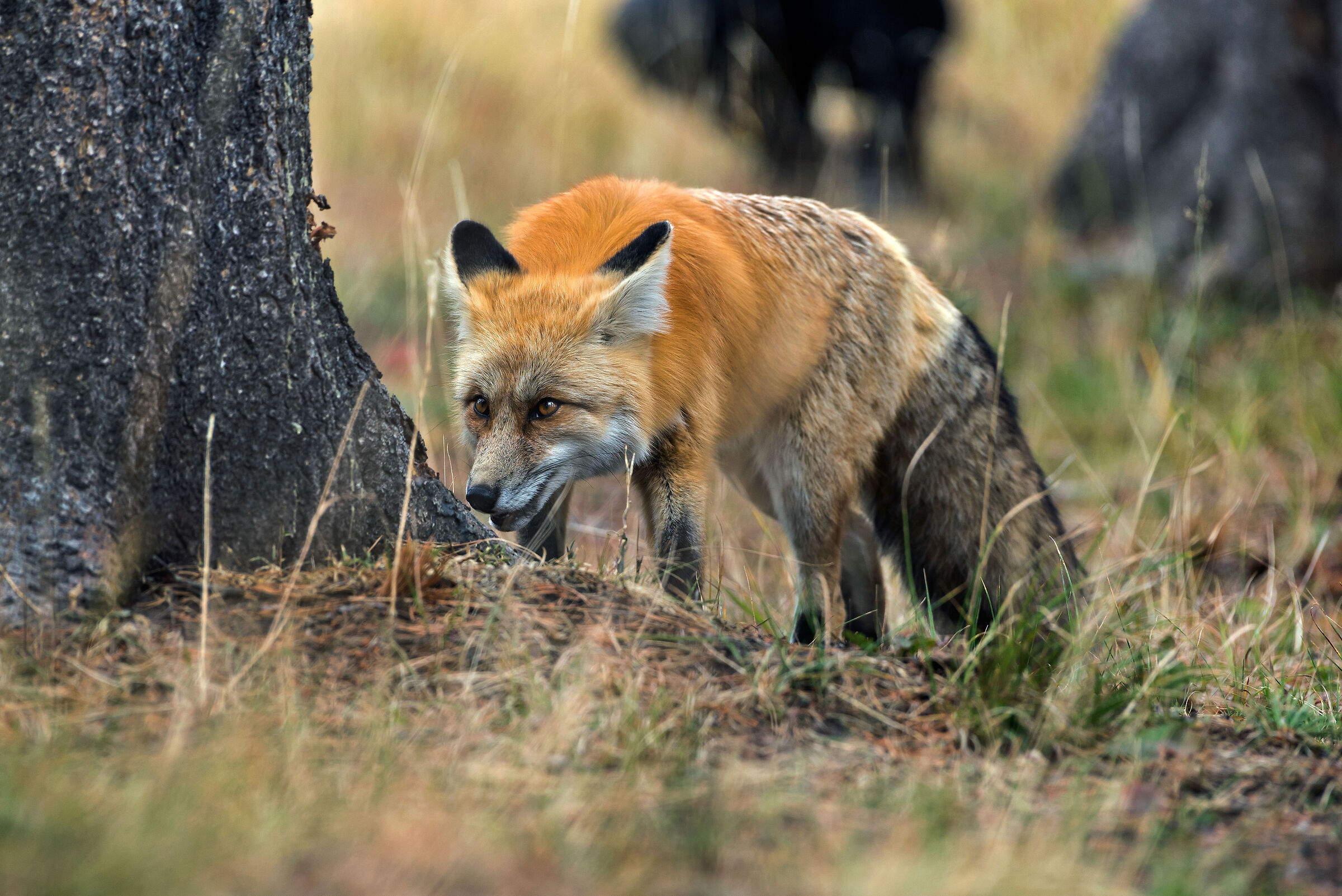 Volpe (Vulpes vulpes), Red Fox