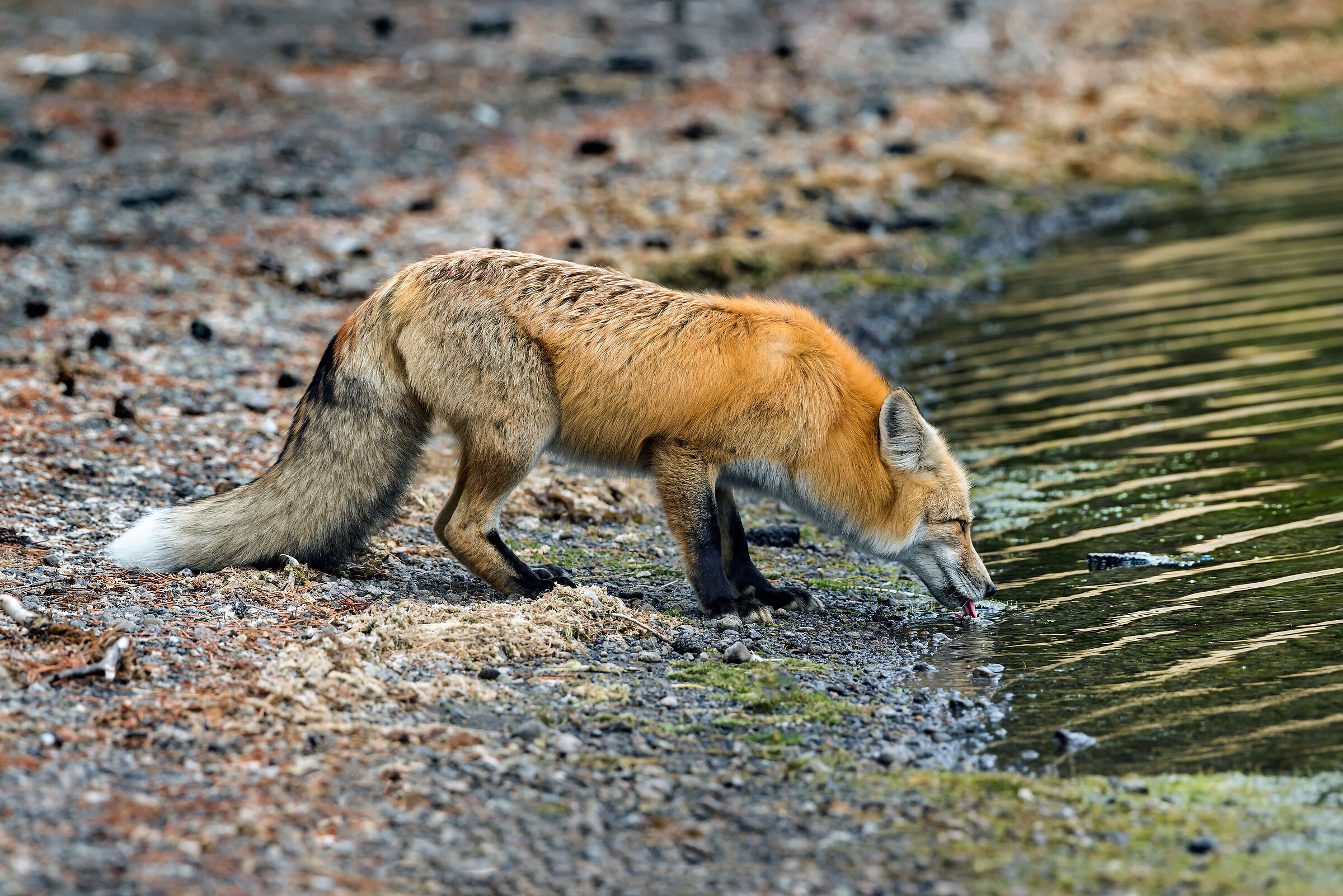 Volpe (Vulpes vulpes), Red Fox