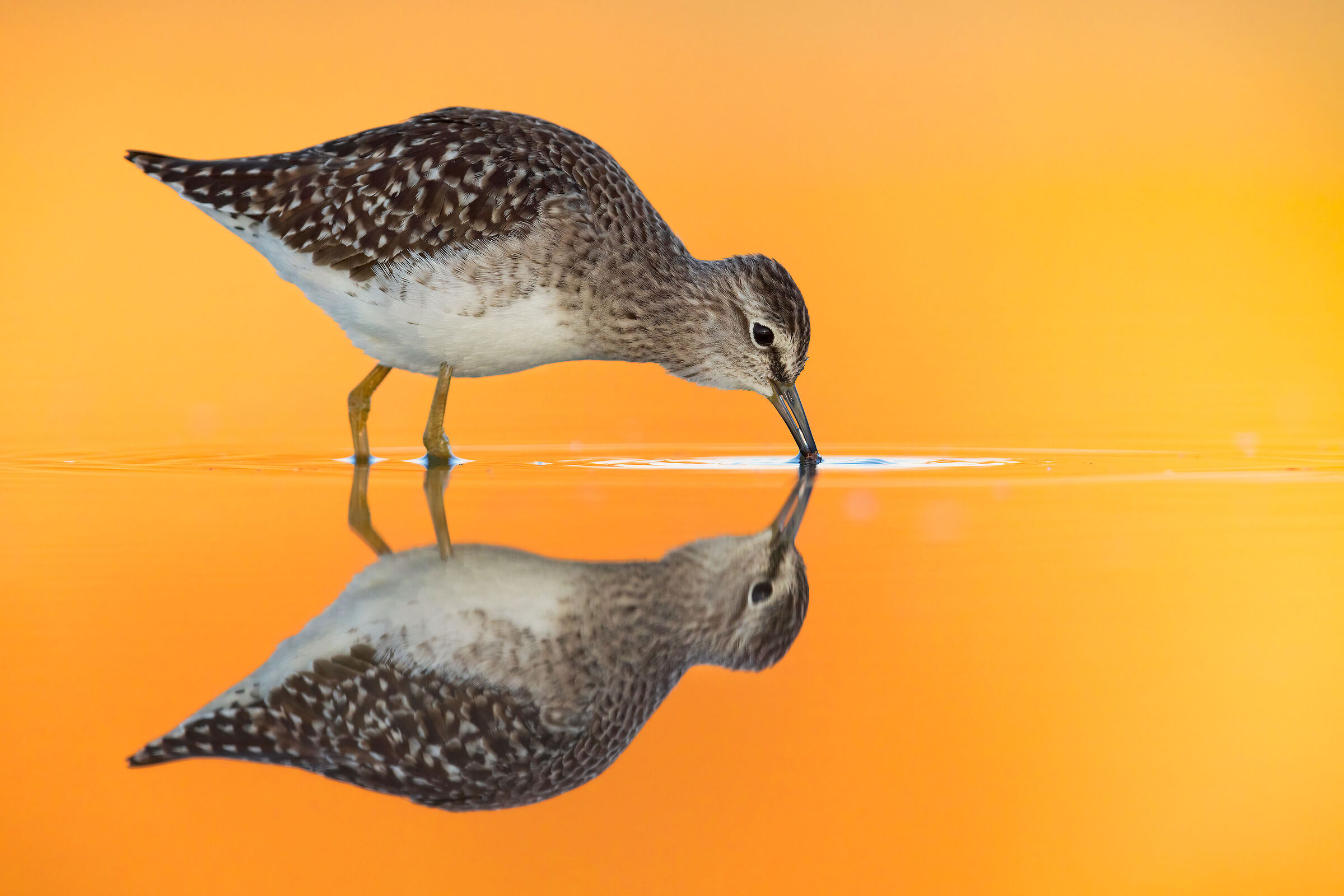 Piro Piro Boschereccio