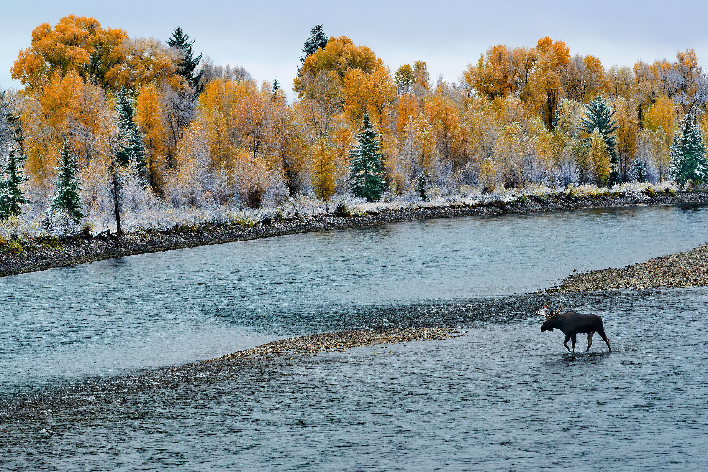 Alce (Alces alces), Eastern Moose