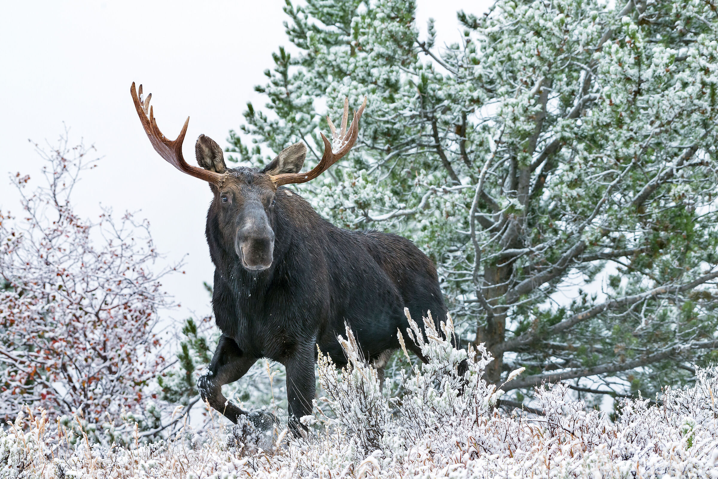 Alce (Alces alces), Eastern Moose