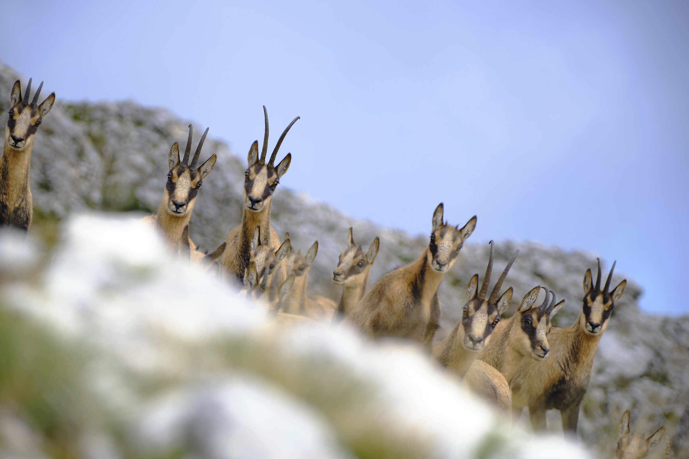 Apennine chamois