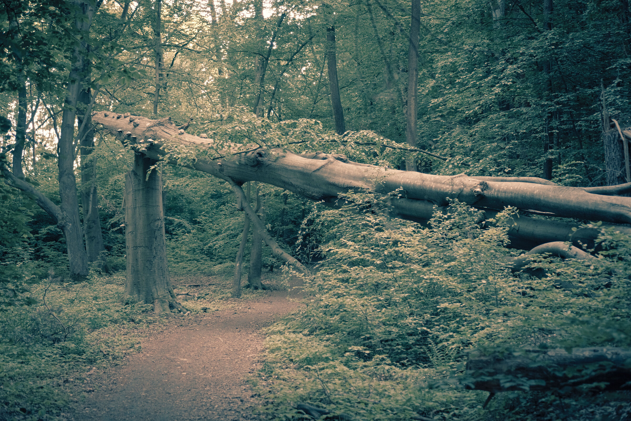 Semi-broken tree in Kabaty forest