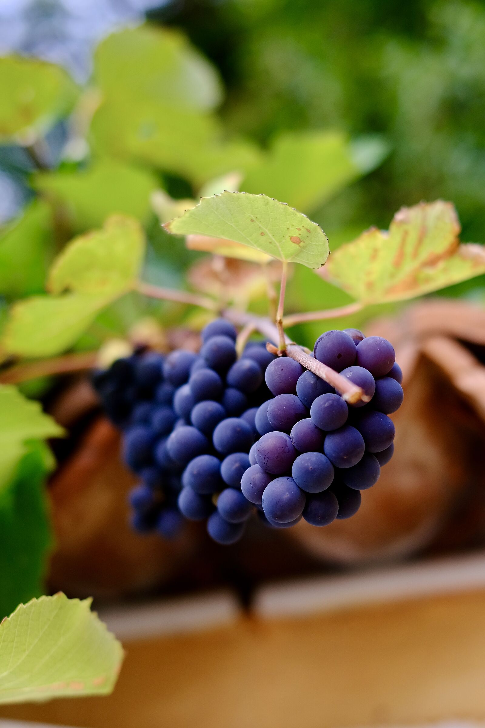 .... for blackbirds and goldfinches