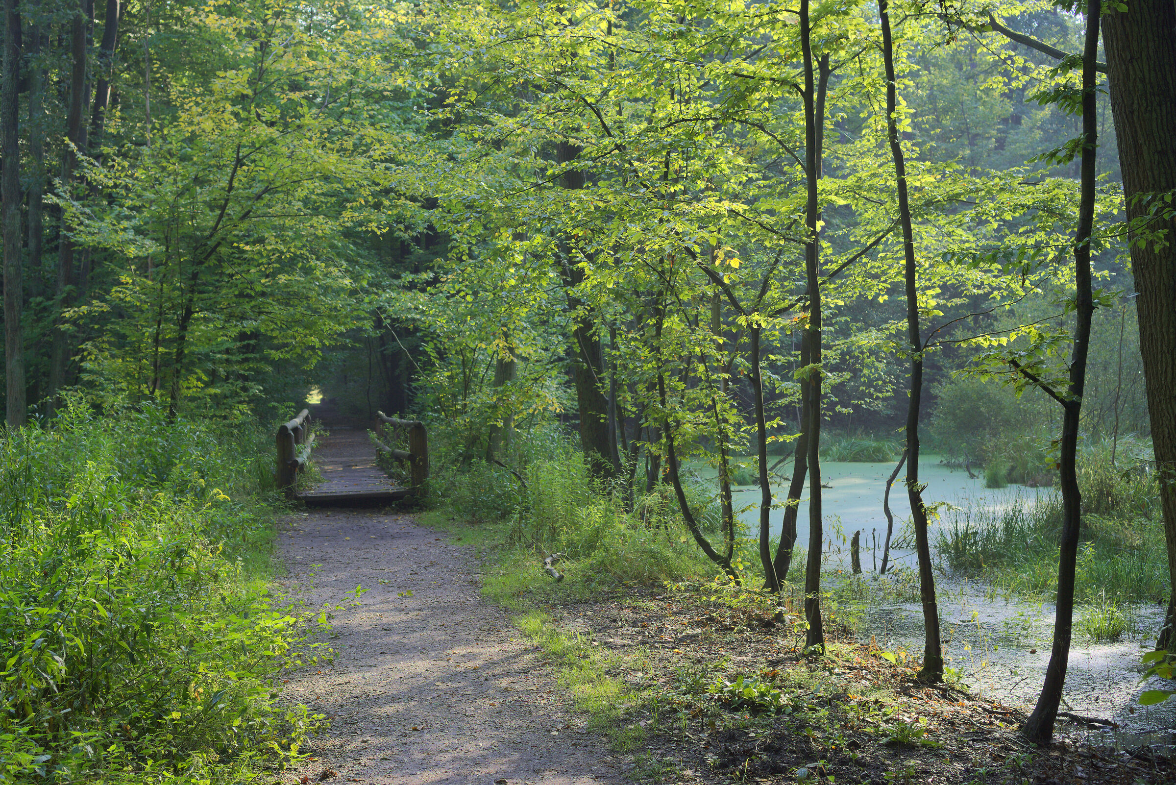 Kabaty forest the wooden bridge