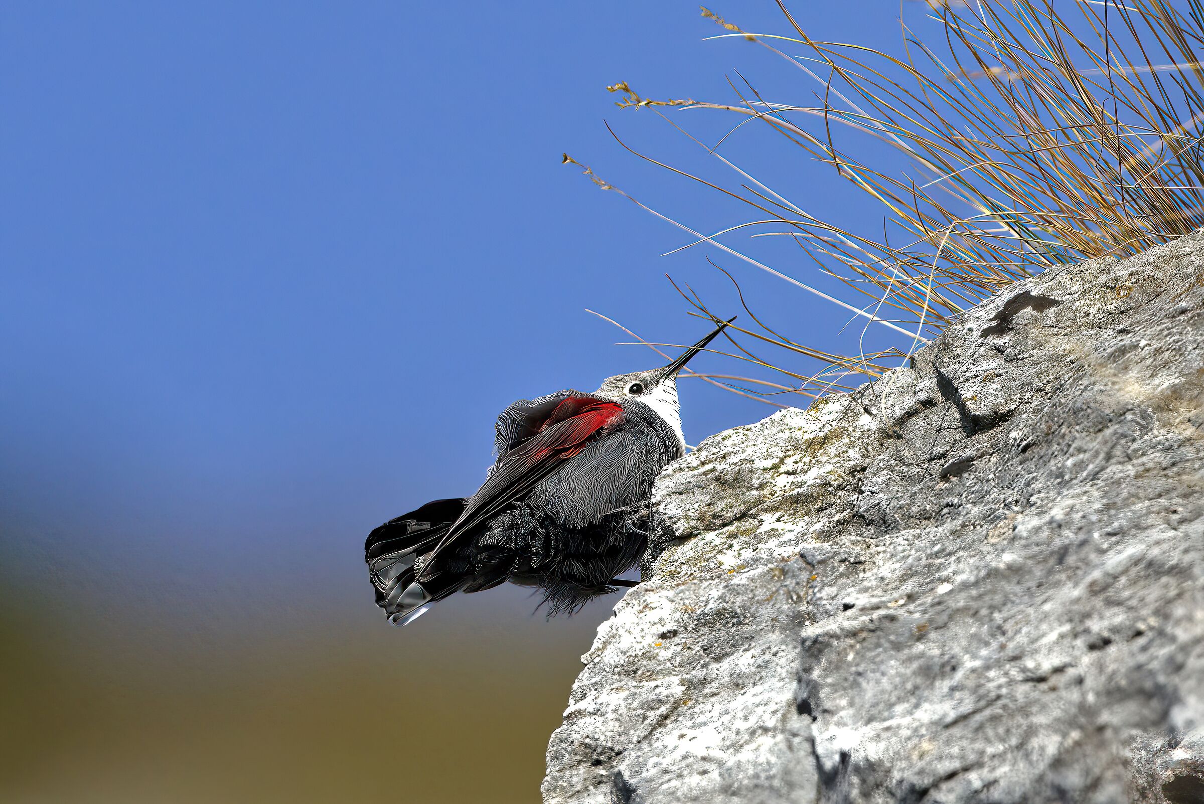 wallcreeper