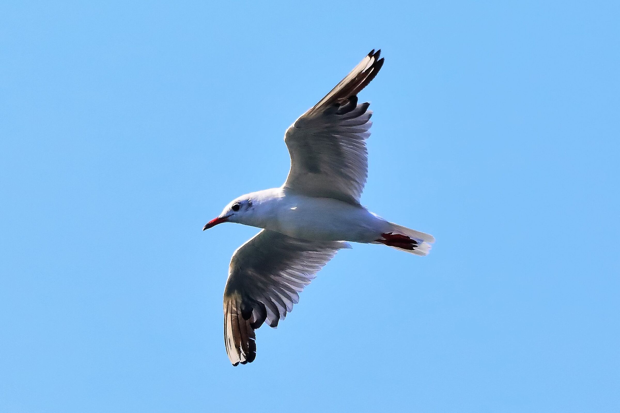 gabbiano terrestre 03-08-2022