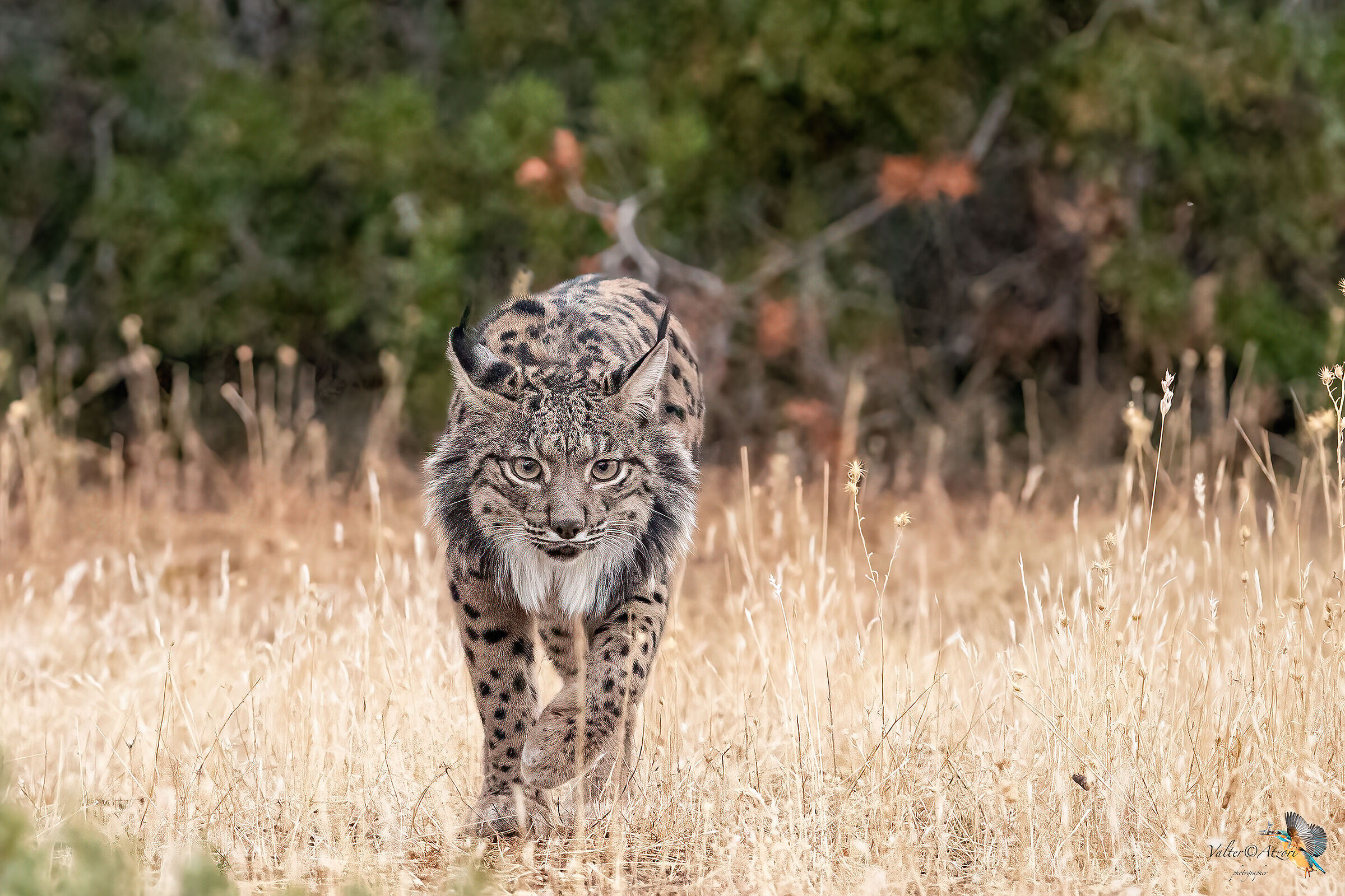 Ha visto qualcosa ed è partita