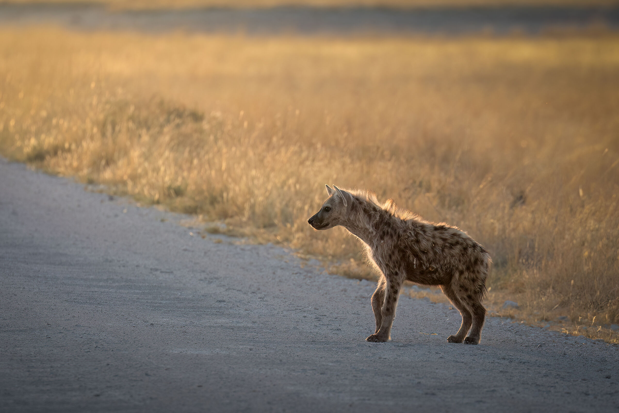 Spotted hyena