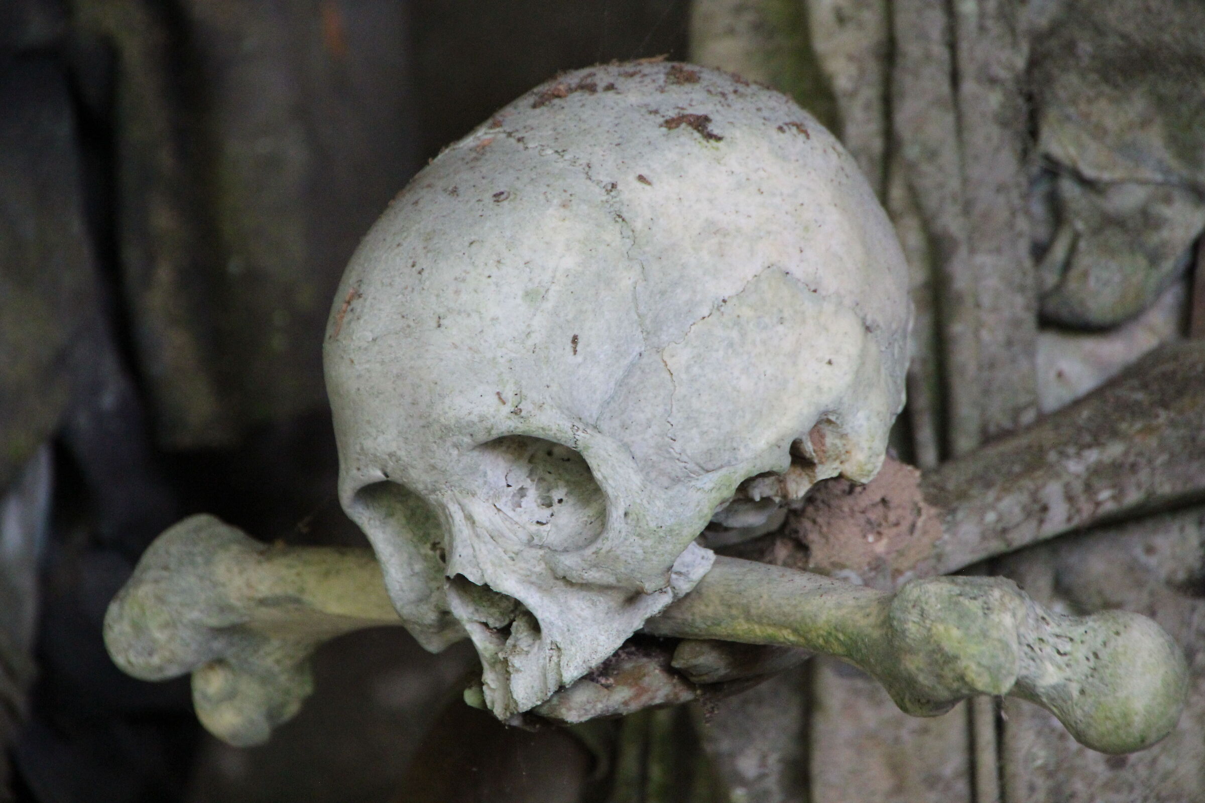 In the land of the Toraja