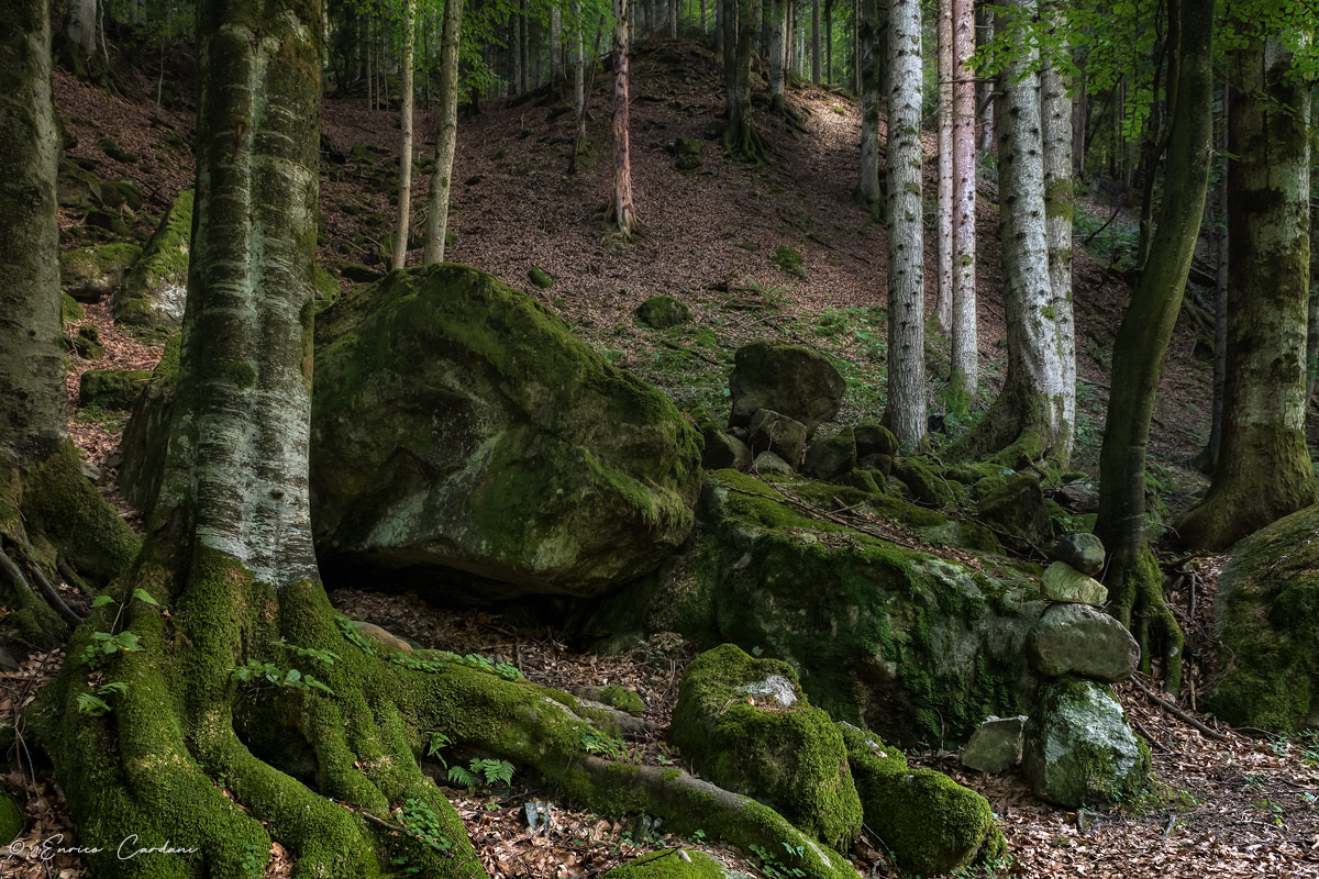 The breath of the old woodland