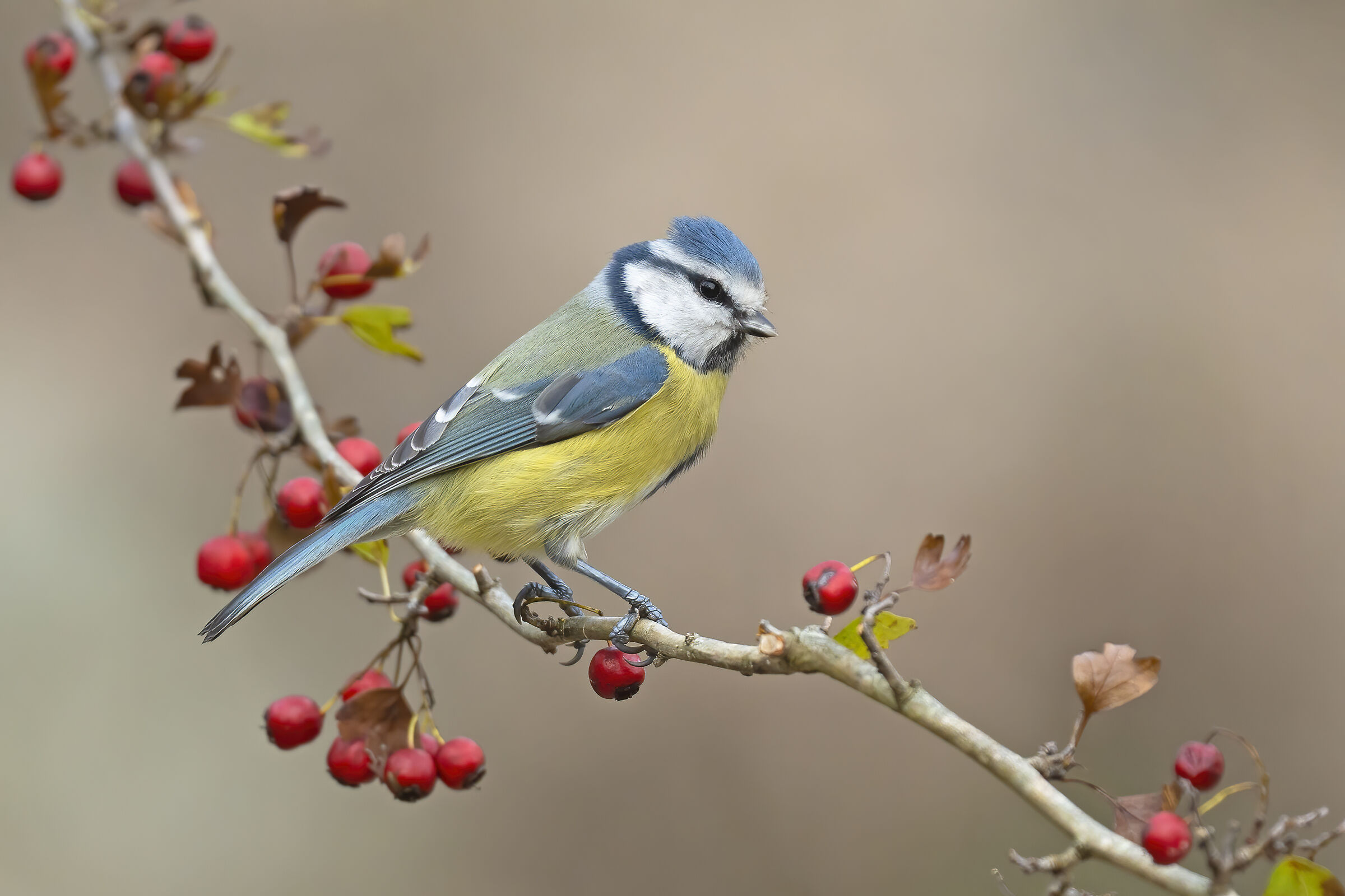 Cinciarella autunnale