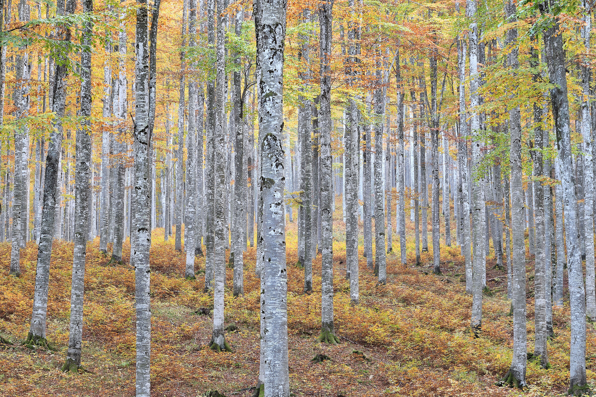 L'autunno avanza