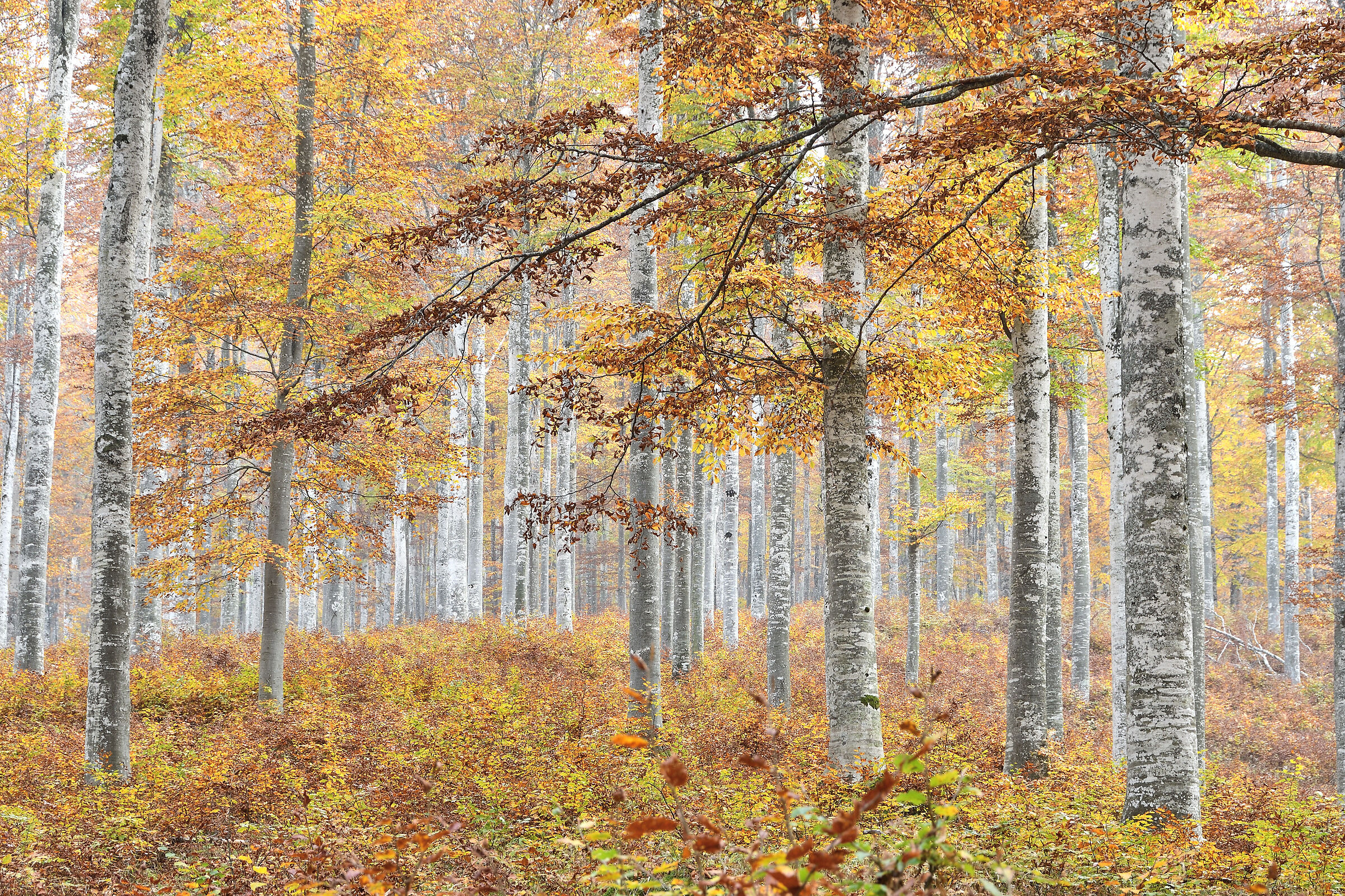 Beeches
