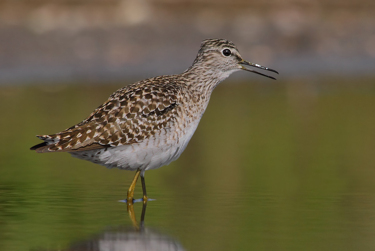 Sandpiper Sandpiper