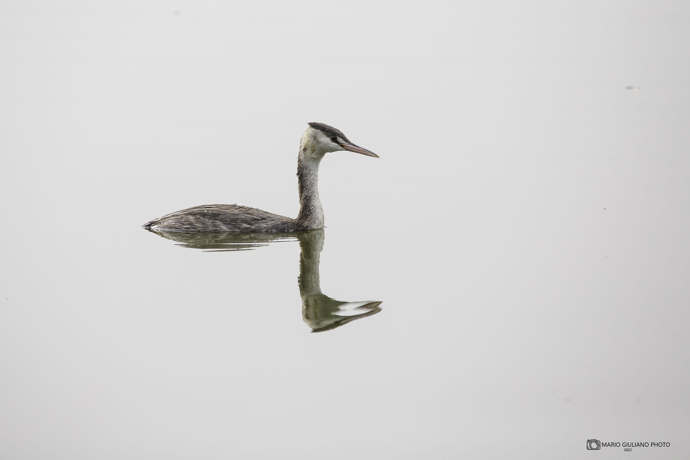 Grebe