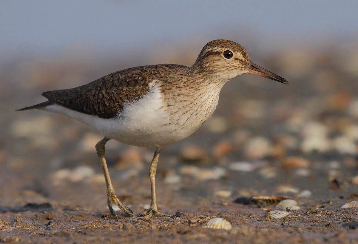 Common Sandpiper