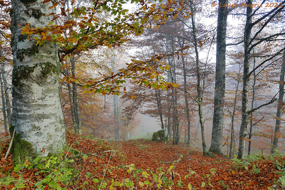 Il vecchio S/F aggio
