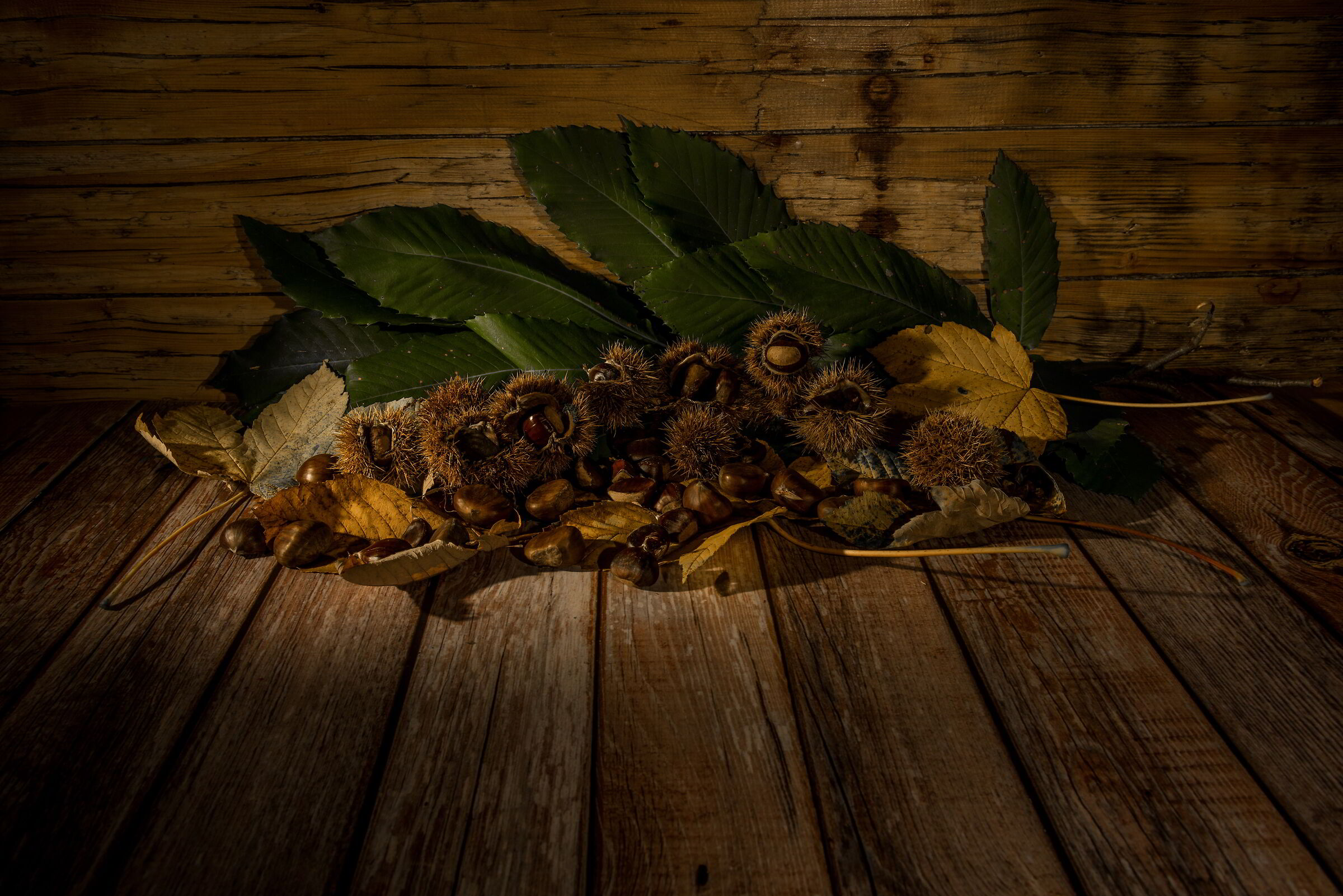 Autumn hedgehogs!